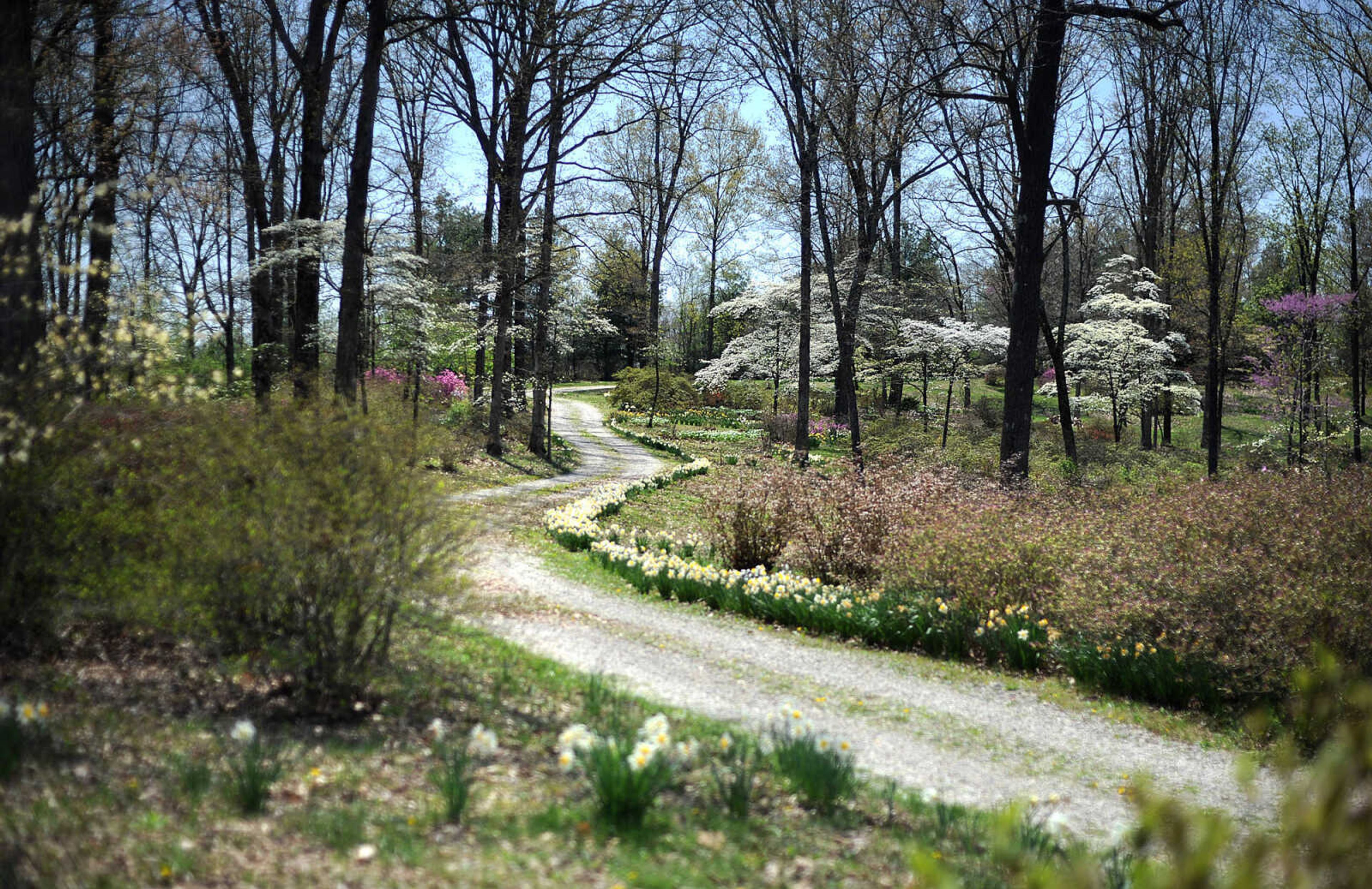 LAURA SIMON ~ lsimon@semissourian.com

A gravel road weaves throughout Pinecrest Azalea Gardens, Wednesday, April 23, 2014, in Oak Ridge, Mo. The gardens is one of many stops for this weekend's Mississippi River Valley Scenic Drive.