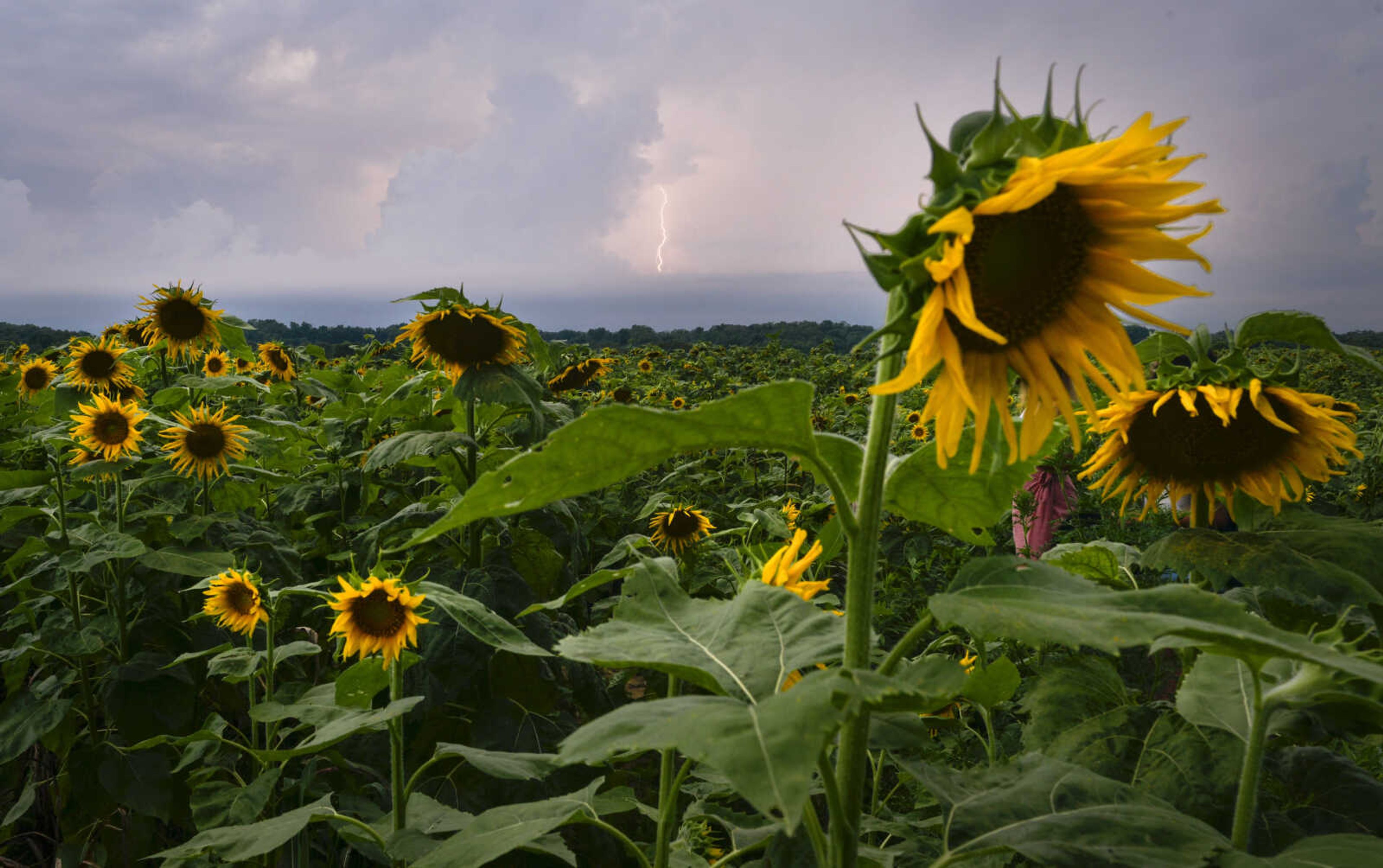 A lightning bolts strikes in the distance behind a field a sunflowers Wednesday, July 29, 2020, at Maintz Wildlife Preserve in Oak Ridge.