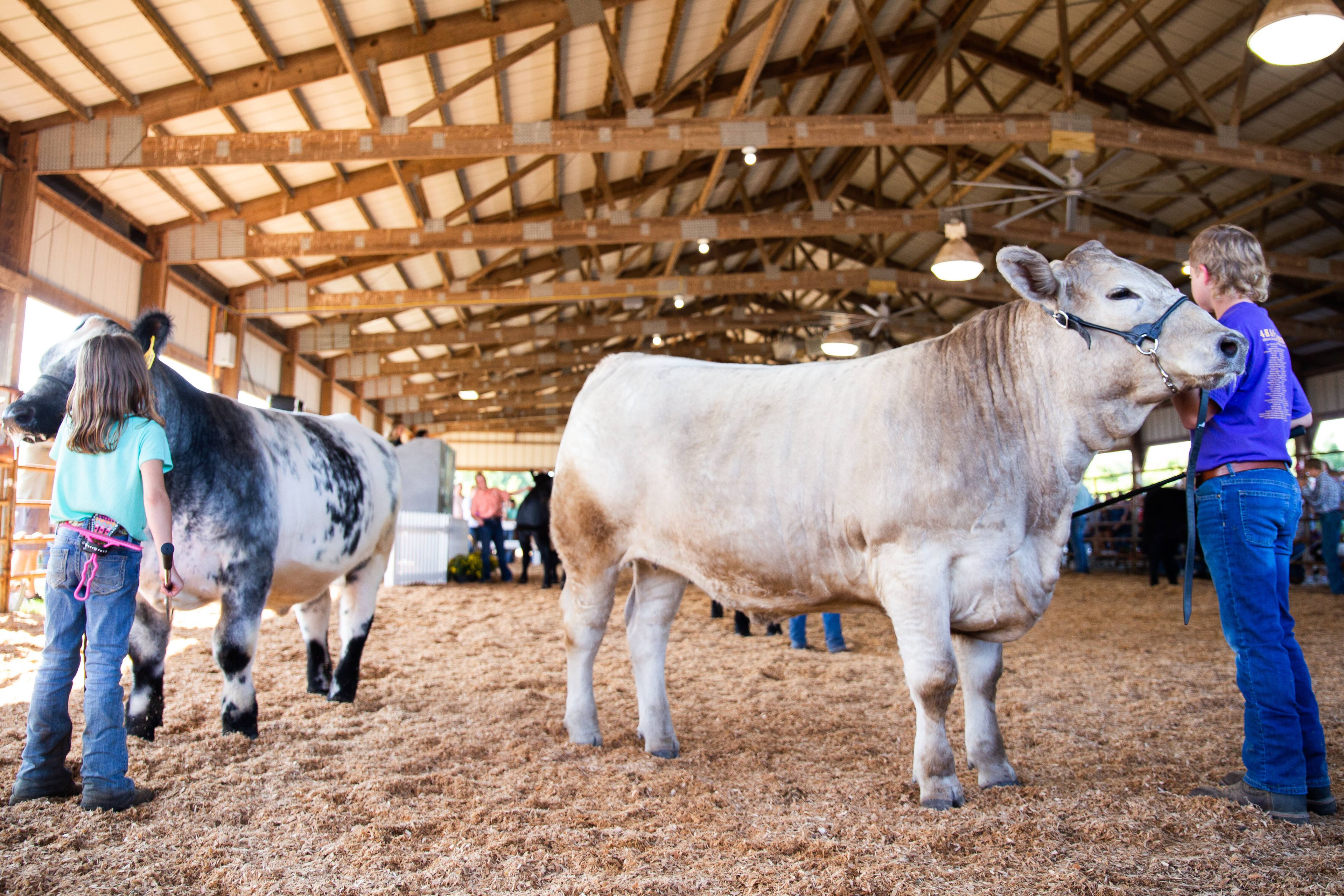 Children stand with their cows during a 4-H Shorthorn livestock competition at the SEMO District Fair on  Sept. 14, 2022, in Cape Girardeau. The Centers for Disease Control and Prevention suggests some extra precautions for upcoming fairs to help prevent the spread of the bird flu. Thirteen human cases of bird flu have been reported from livestock farms in Colorado.
