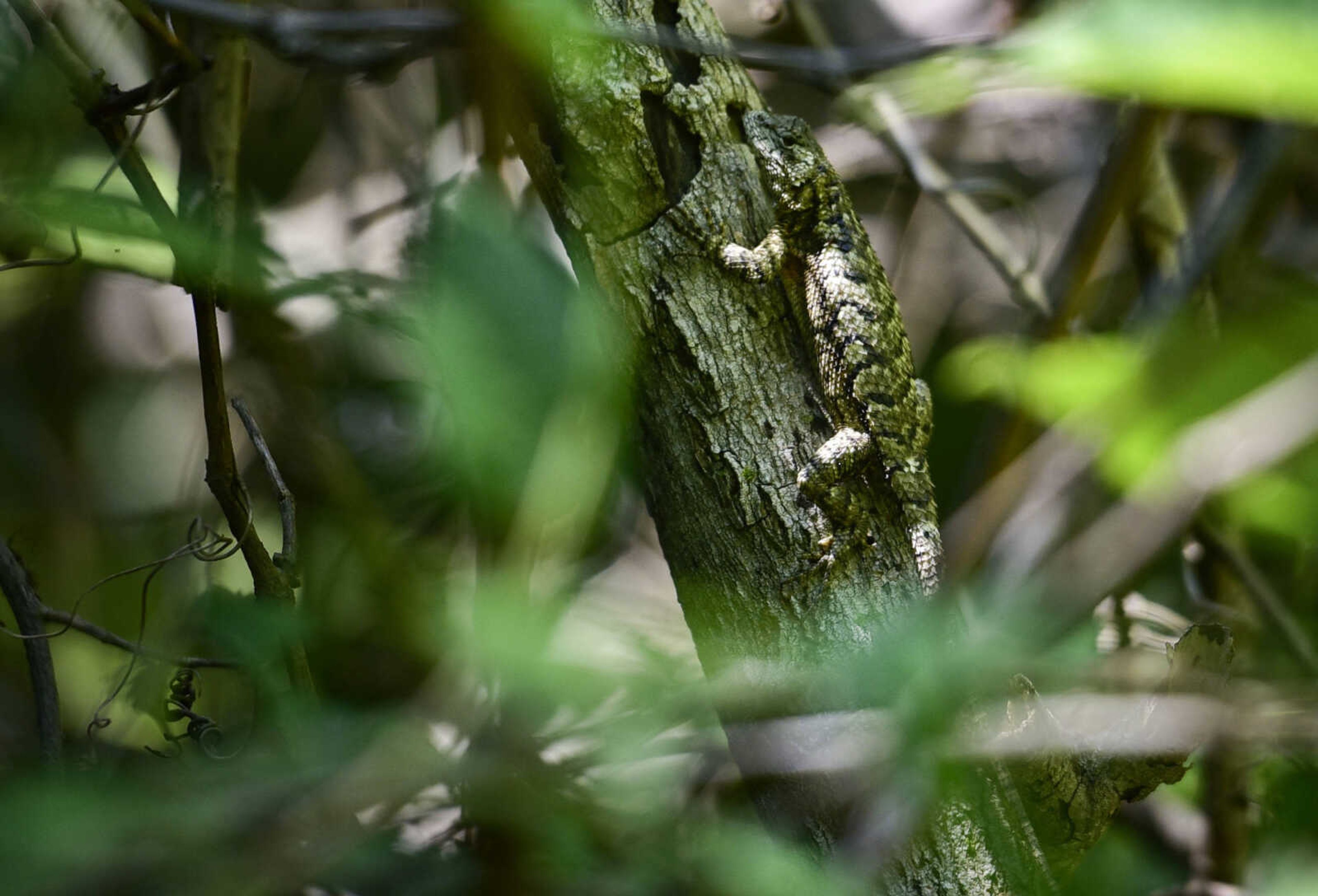 A lizard perches on a tree branch Thursday, Aug. 2, 2018, at Inspiration Point near Wolf Lake, Illinois.