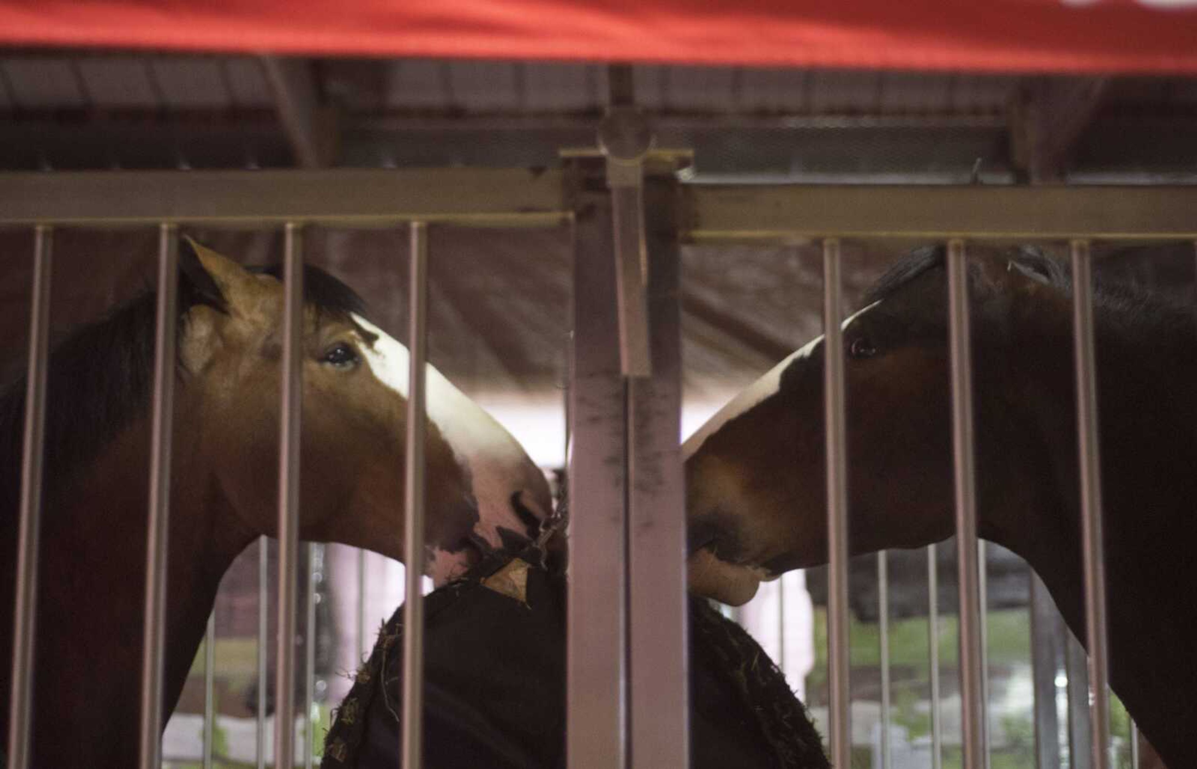 The Budweiser Clydesdales arrive Monday at Arena Park in Cape Girardeau. The horses will be stabled in the park through the week and may be viewed by members of the public.