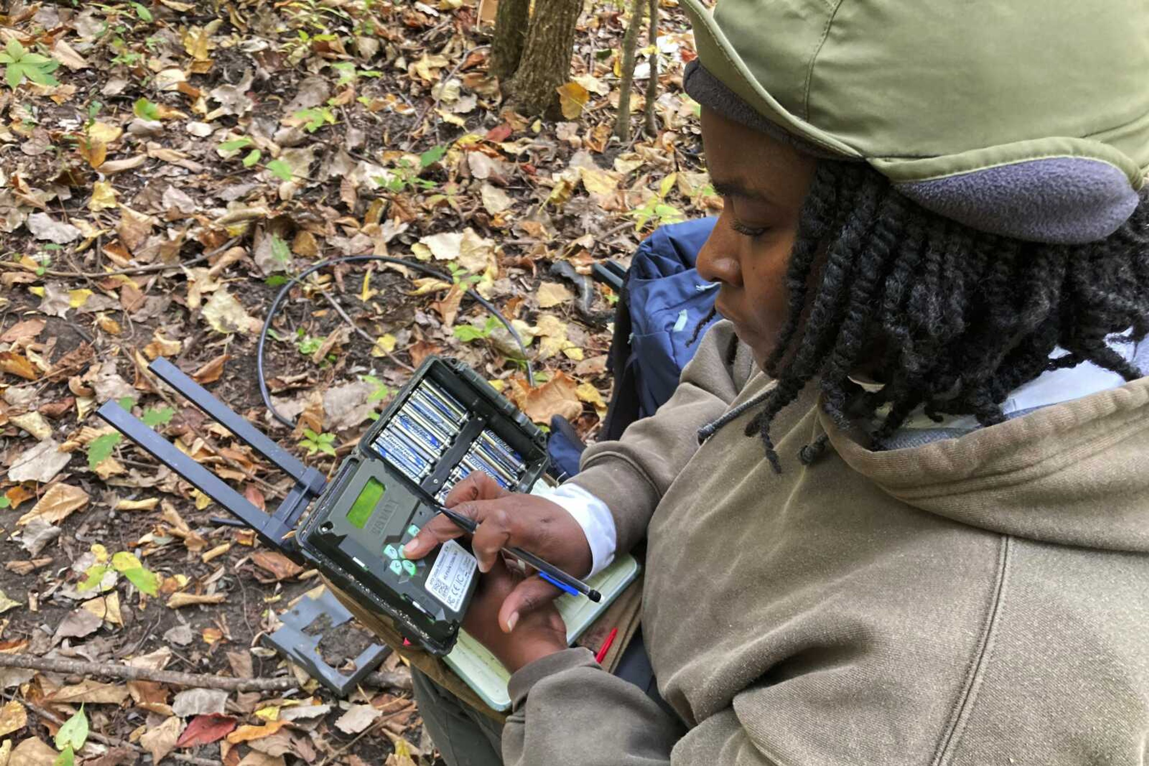 Yale University wildlife biologist Nyeema Harris examines equipment used to trace movements of animals in O'Hair Park on Oct. 8 in Detroit. Harris and colleagues have placed trail cameras in woodsy sections of 25 city parks for the past five years. With many types of wildlife struggling to survive and their living space shrinking, some are finding their way to big cities.