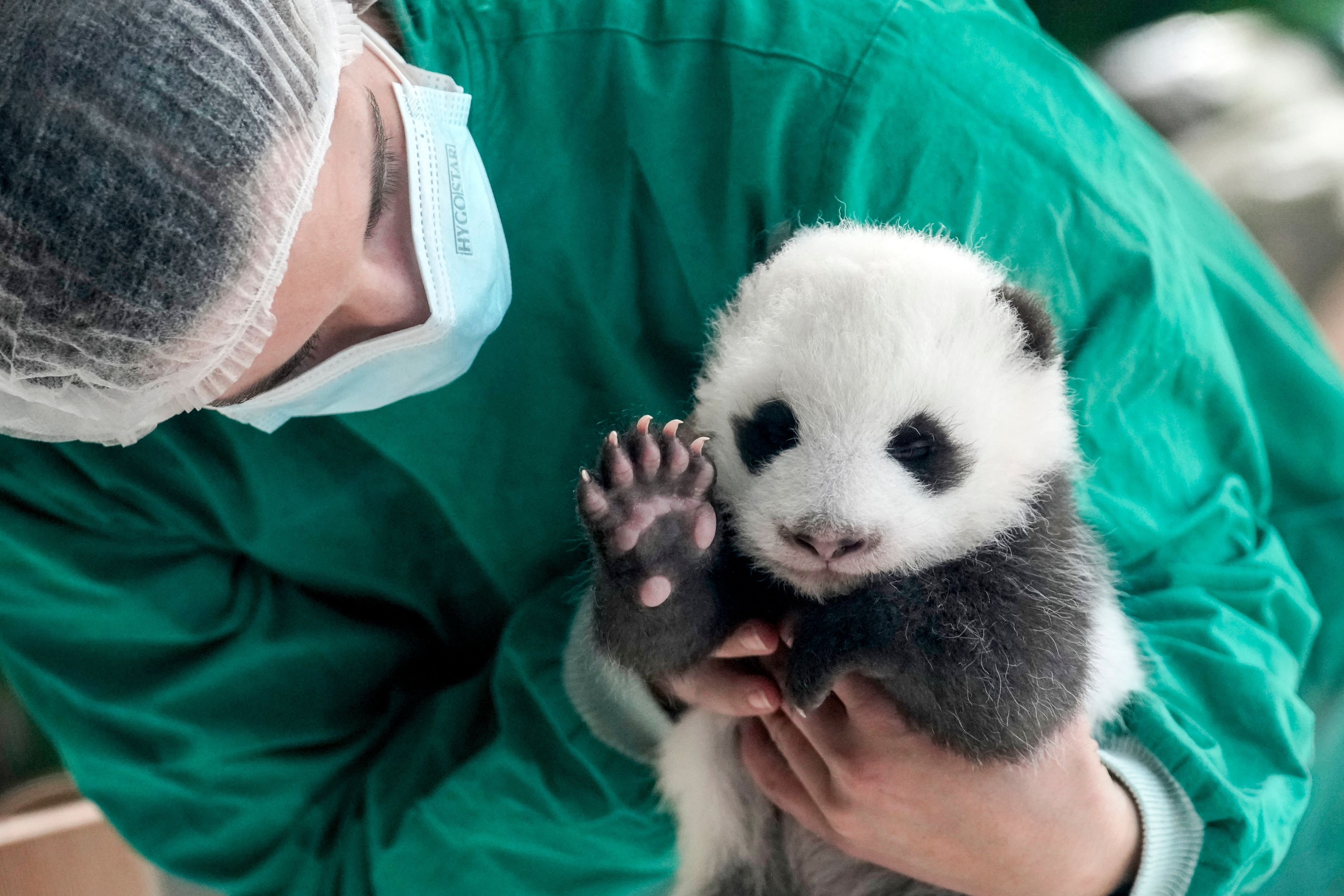 An employee of the Berlin zoo holds one of the newly born twin panda bear cubs during a presentation to the media at the Zoo in Berlin, Germany, Tuesday, Oct. 15, 2024. (AP Photo/Ebrahim Noroozi)