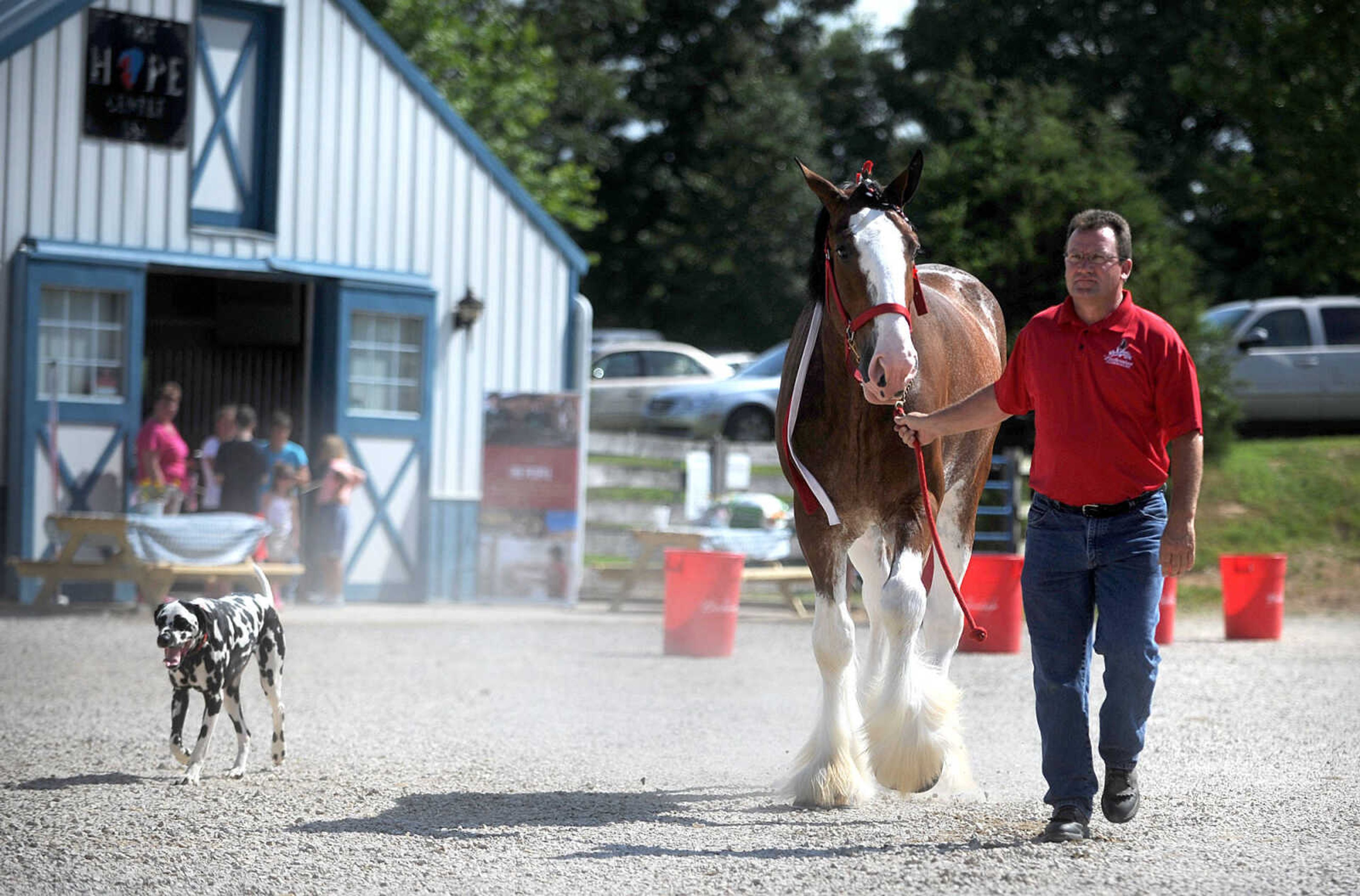 LAURA SIMON ~ lsimon@semissourian.com

The Budweiser Clydesdales make an appearance at The Hope Theraputic Horsemanship Center in Perryville, Missouri, Friday, June 20, 2014.