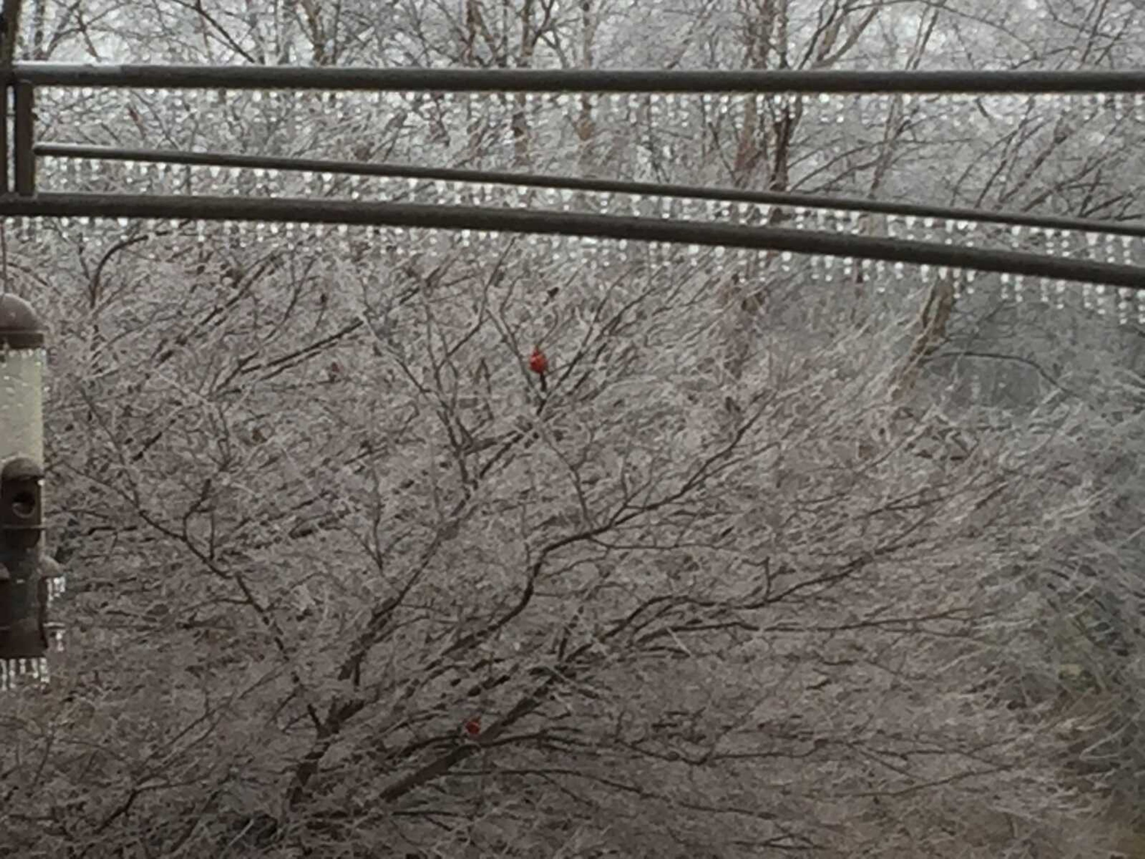 Cardinal in an icy tree