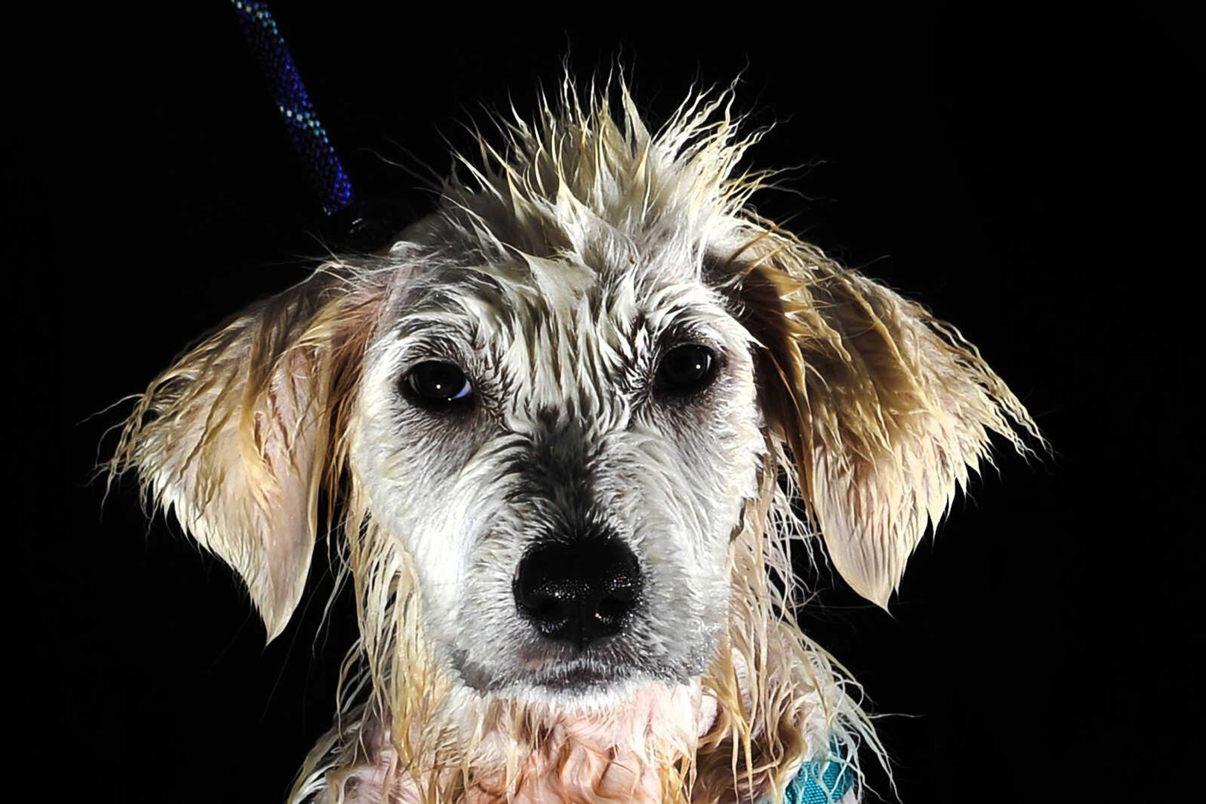 LAURA SIMON ~ lsimon@semissourian.com

Doggy Swim Day at Cape Splash, Sunday, Sept. 27, 2015, in Cape Girardeau. Leashed dogs got to swim and play in the lazy river and swimming pools with their owners. Proceeds from event benefit the Cape Girardeau Parks and Recreation Foundation.