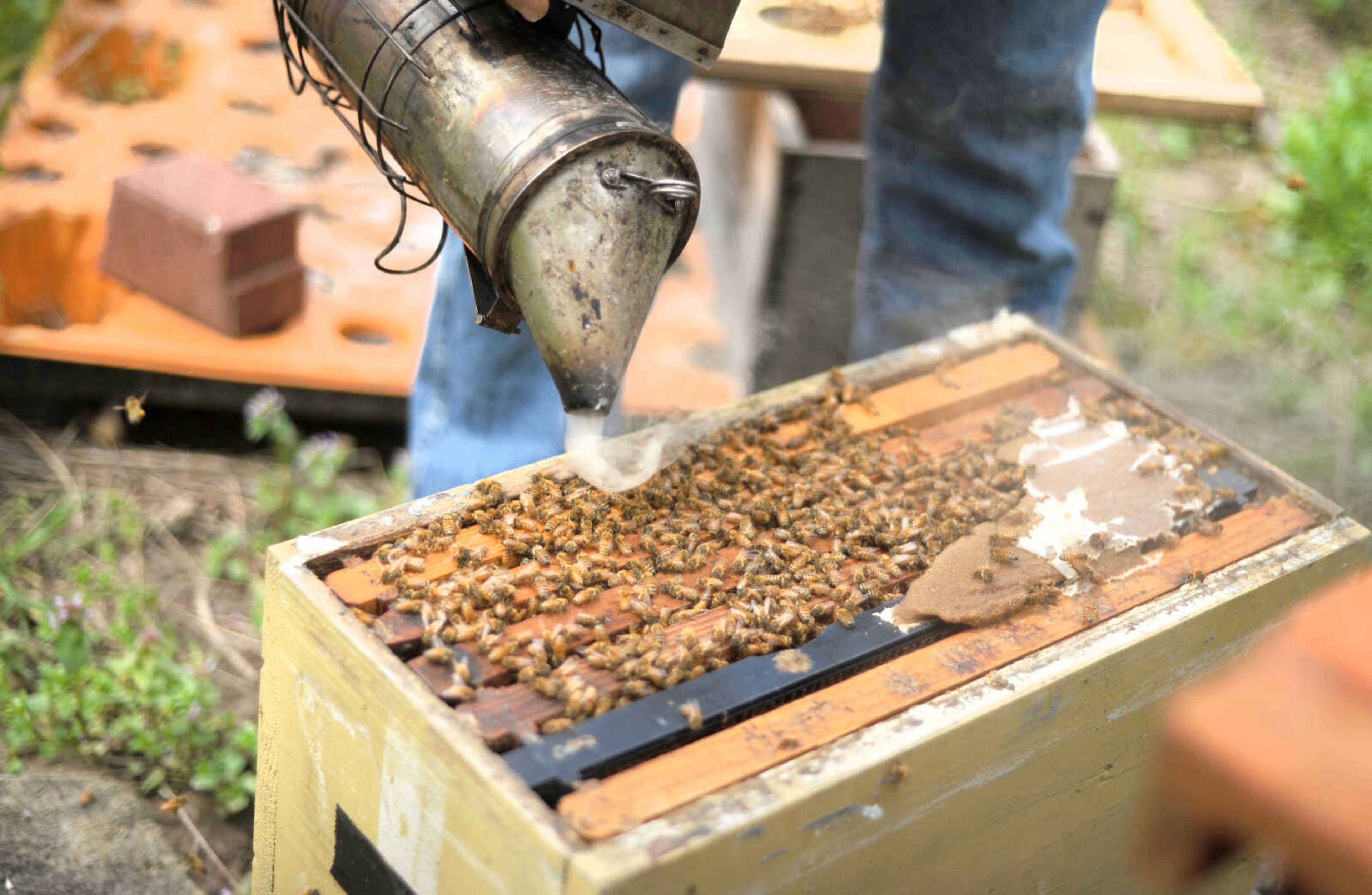 LAURA SIMON ~ lsimon@semissourian.com

Grant Gilliard checks on his beehives in Cape Girardeau County.