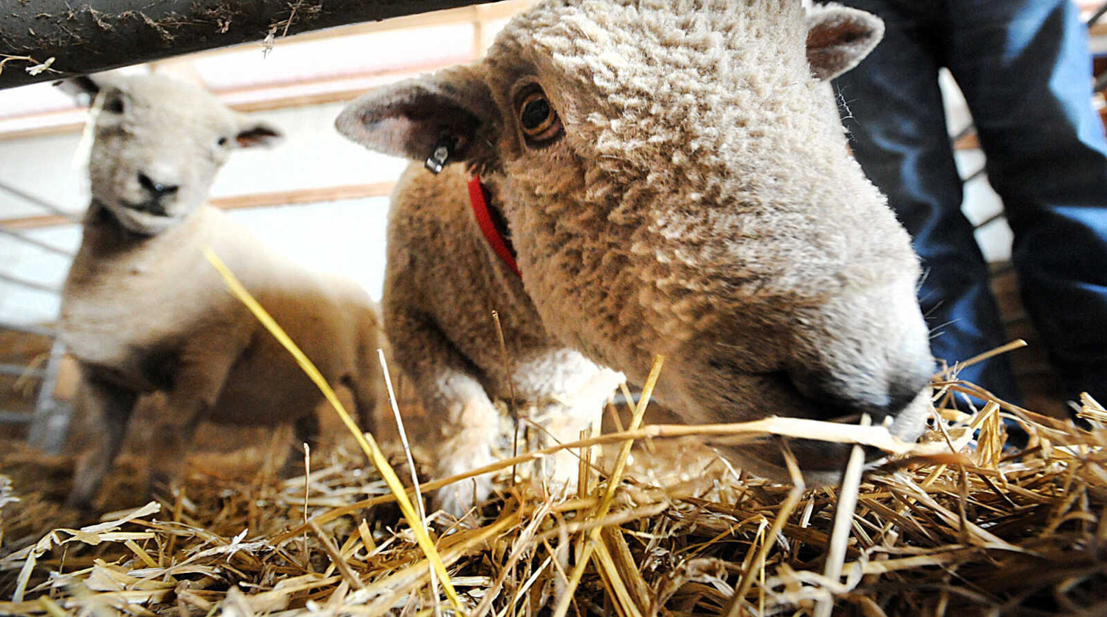 LAURA SIMON ~ lsimon@semissourian.com

Babydoll Southdown sheep, Freckles, right, and Lamb Chop, wait for the next group of students to visit during the 12th annual Agriculture Education Field Day hosted by Southeast missouri State University's Department of Agriculture. Around 400 students from area schools spent the day learning at the Charles Hutson Horticulture Greenhouse and the David M. Barton Research Center.