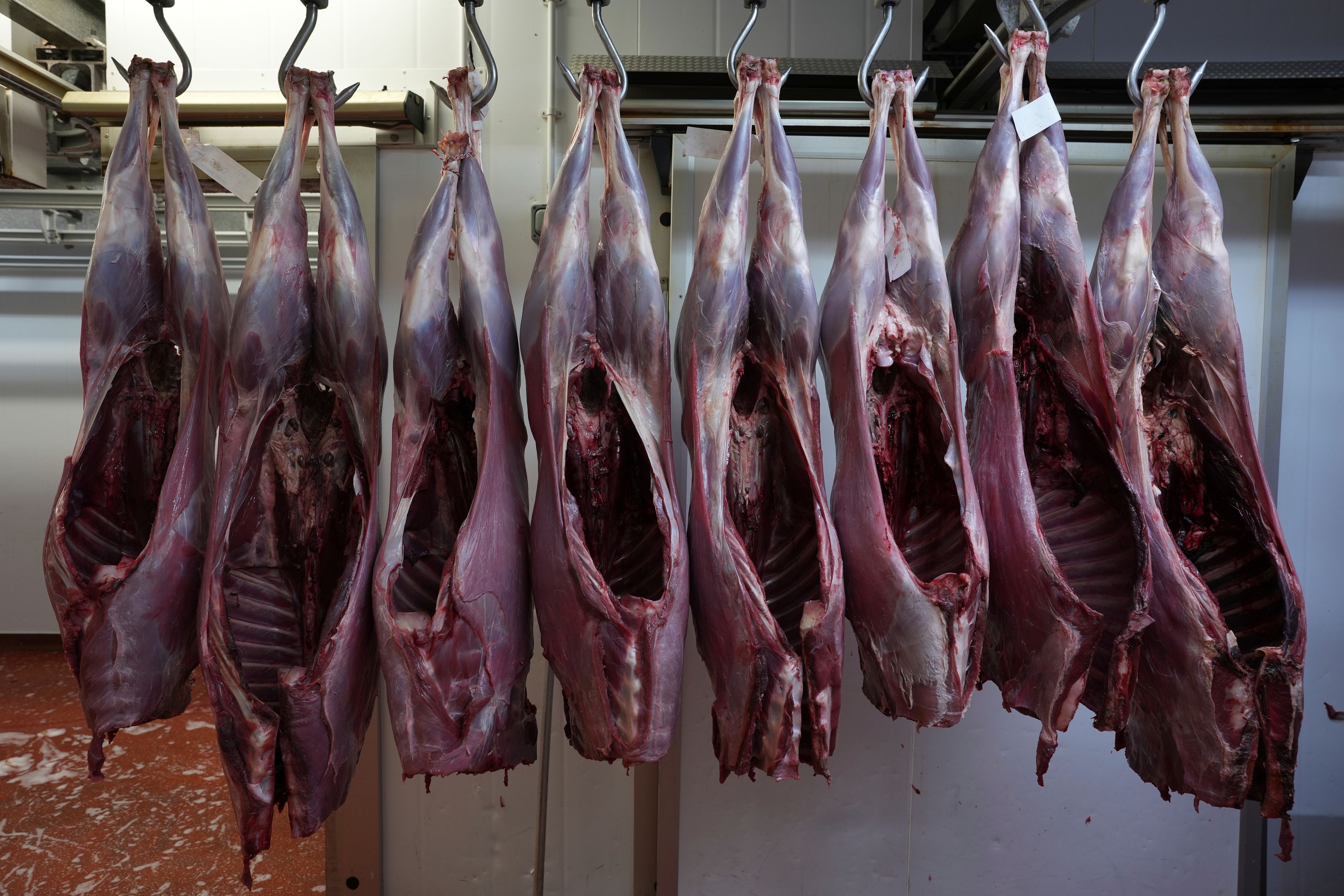 Venison carcasses waiting to be cut up into joints at Ben Rigby's venison meat facility in Mundon, England, Thursday, Oct. 31, 2024. Wild deer numbers have dramatically multiplied in recent decades and there are now more deer in England than at any other time in the last 1,000 years, according to the Forestry Commission, the government department looking after England's public woodland. (AP Photo/Alastair Grant)