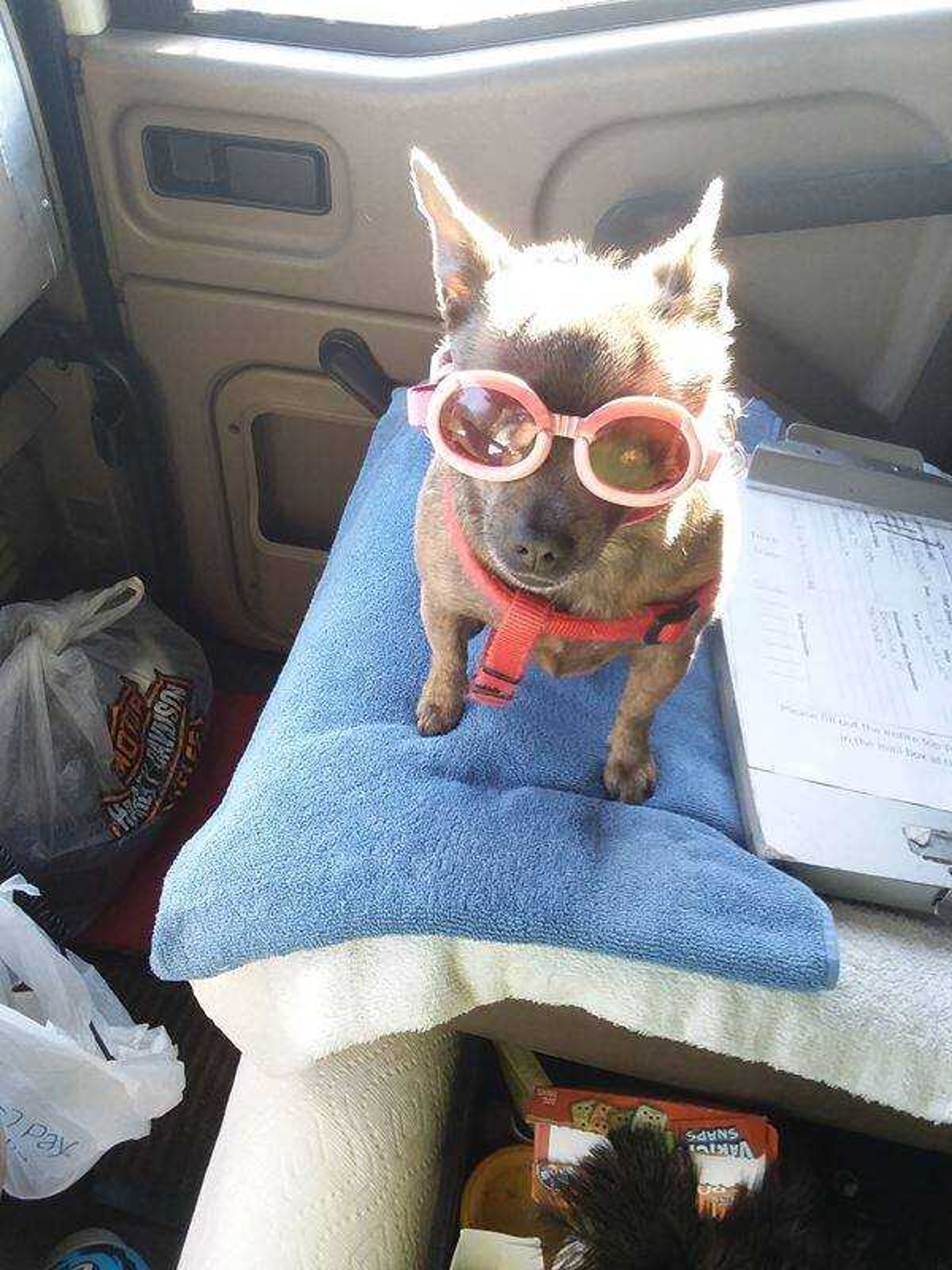 Zoey the trucking chihuahua -&nbsp;&nbsp; I love my doggles