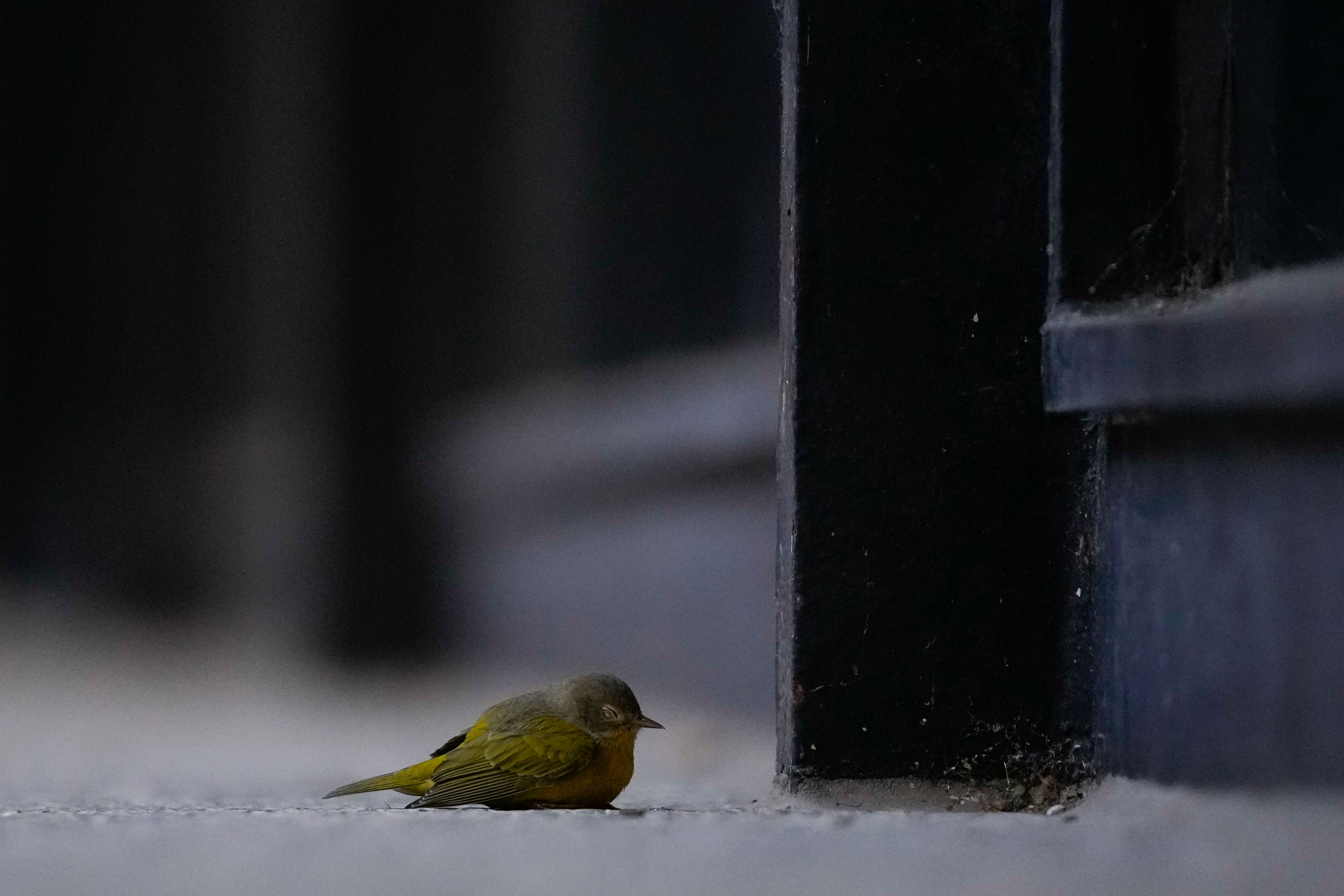 An injured Nashville warbler, a kind of migrating songbird, sits on the ground after likely striking a glass window pane Tuesday, Oct. 8, 2024, in downtown Chicago. (AP Photo/Erin Hooley)