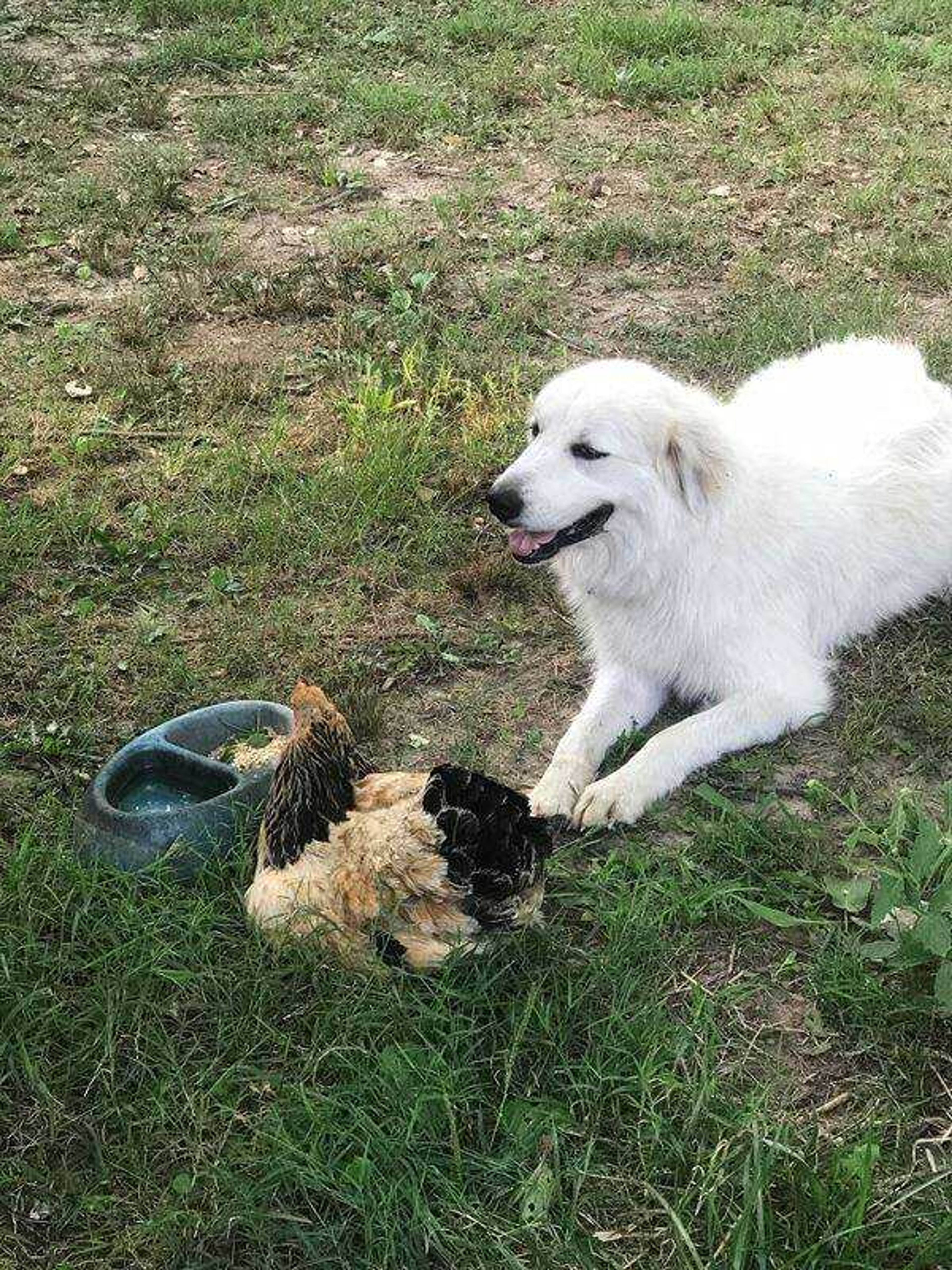 June watching over/concerned for sick hen -&nbsp;June helping with the chickens