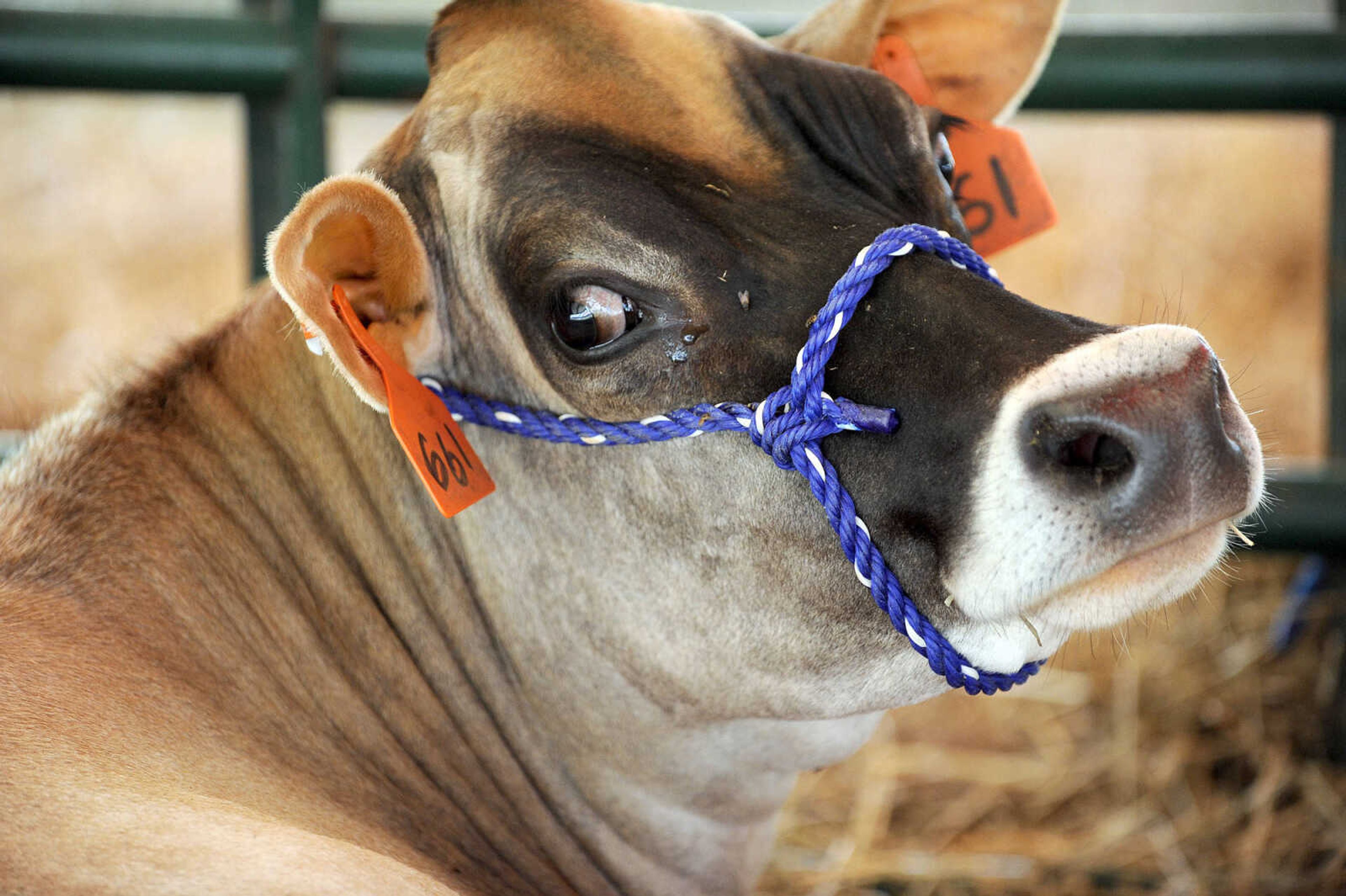 LAURA SIMON ~ lsimon@semissourian.com

The SEMO District Fair continues on Monday, Sept. 12, 2016, at Arena Park in Cape Girardeau.