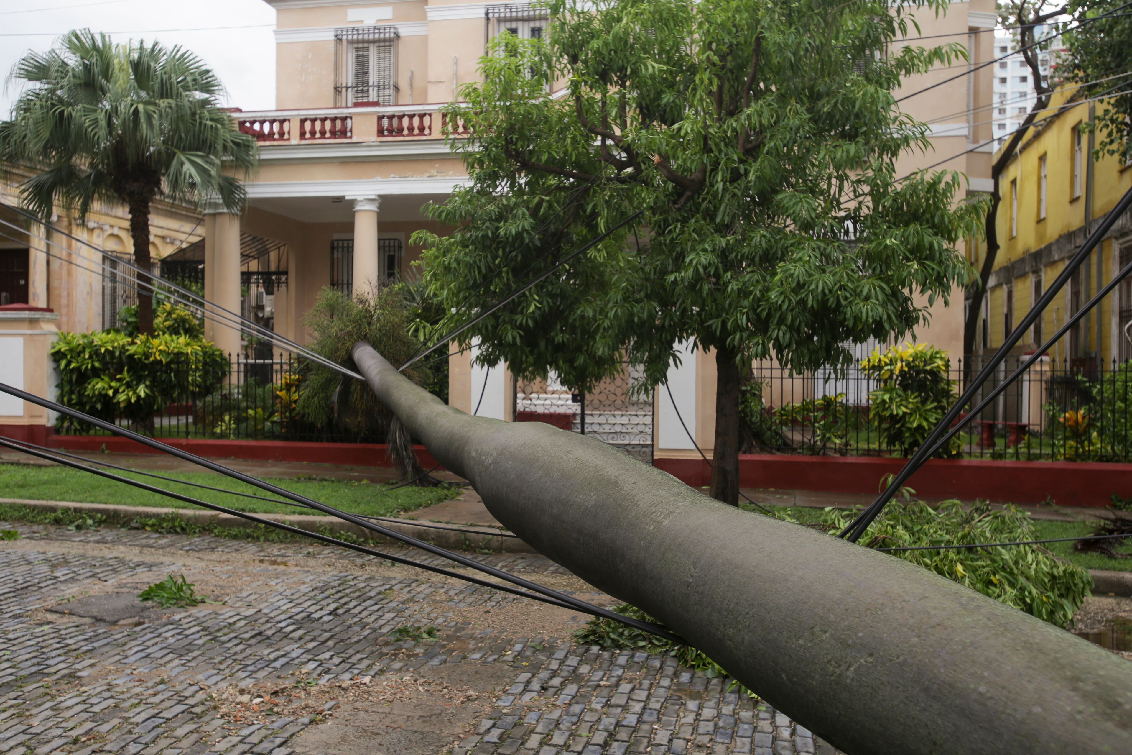 A fallen palm tree is held by the power lines it brought down after Hurricane Rafael passed through Havana, Cuba, Thursday, Nov. 7, 2024. (AP Photo/Ariel Ley)