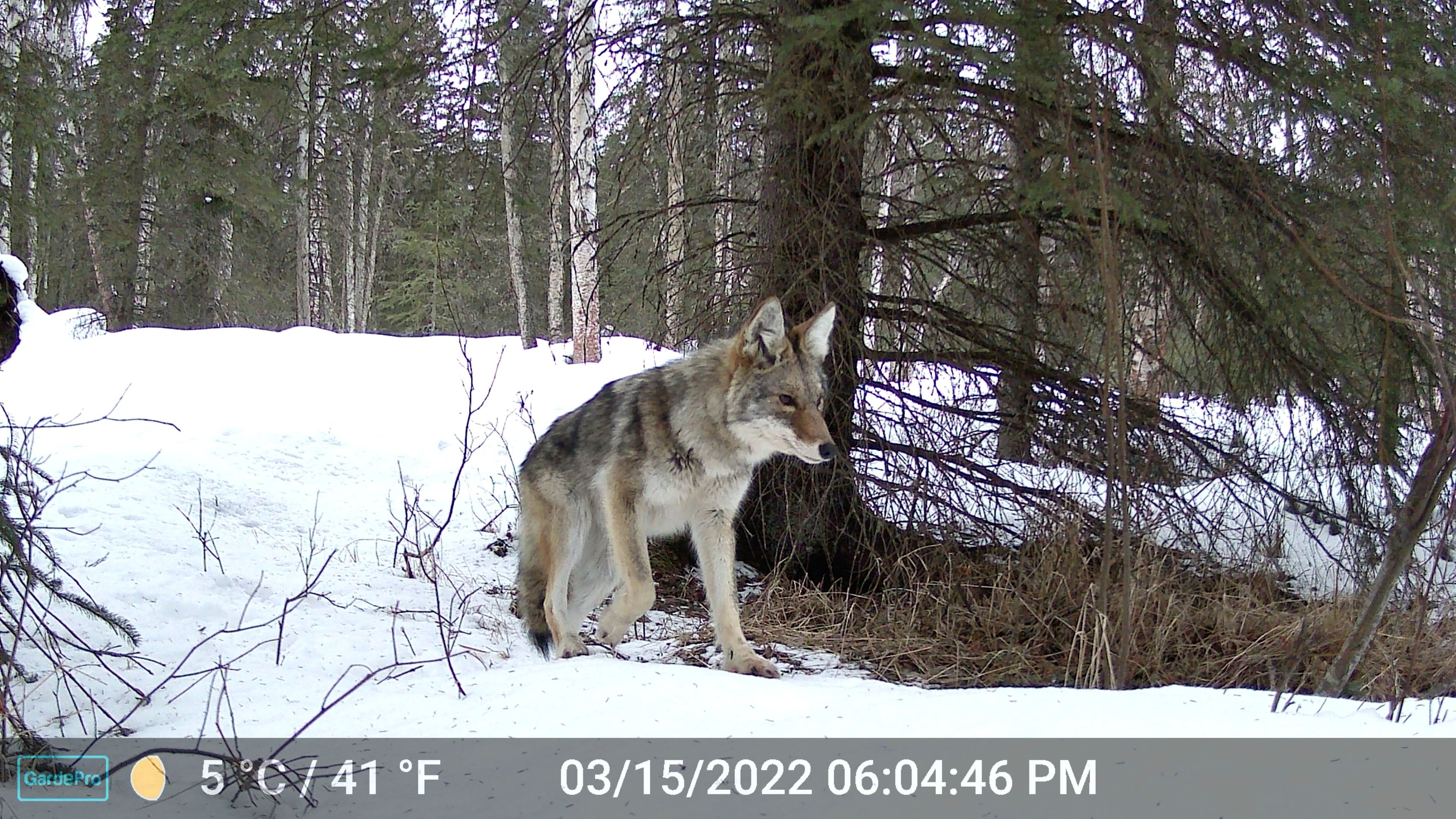 This image made from video provided by Donna Gail Shaw shows a view from a trail camera of a coyote on March 15, 2022, in Anchorage, Alaska. (Donna Gail Shaw via AP)