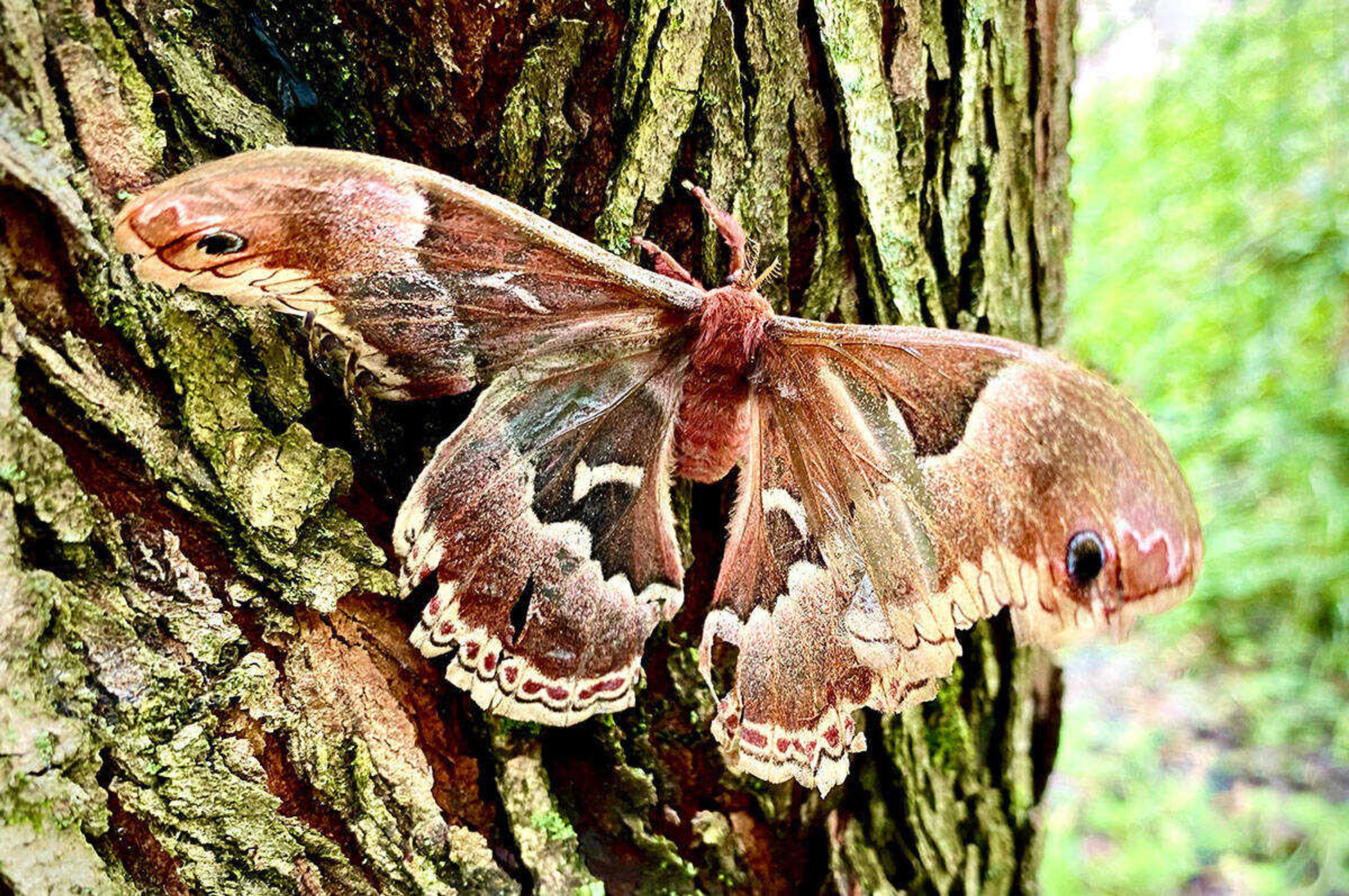 Spicebush silkmoth