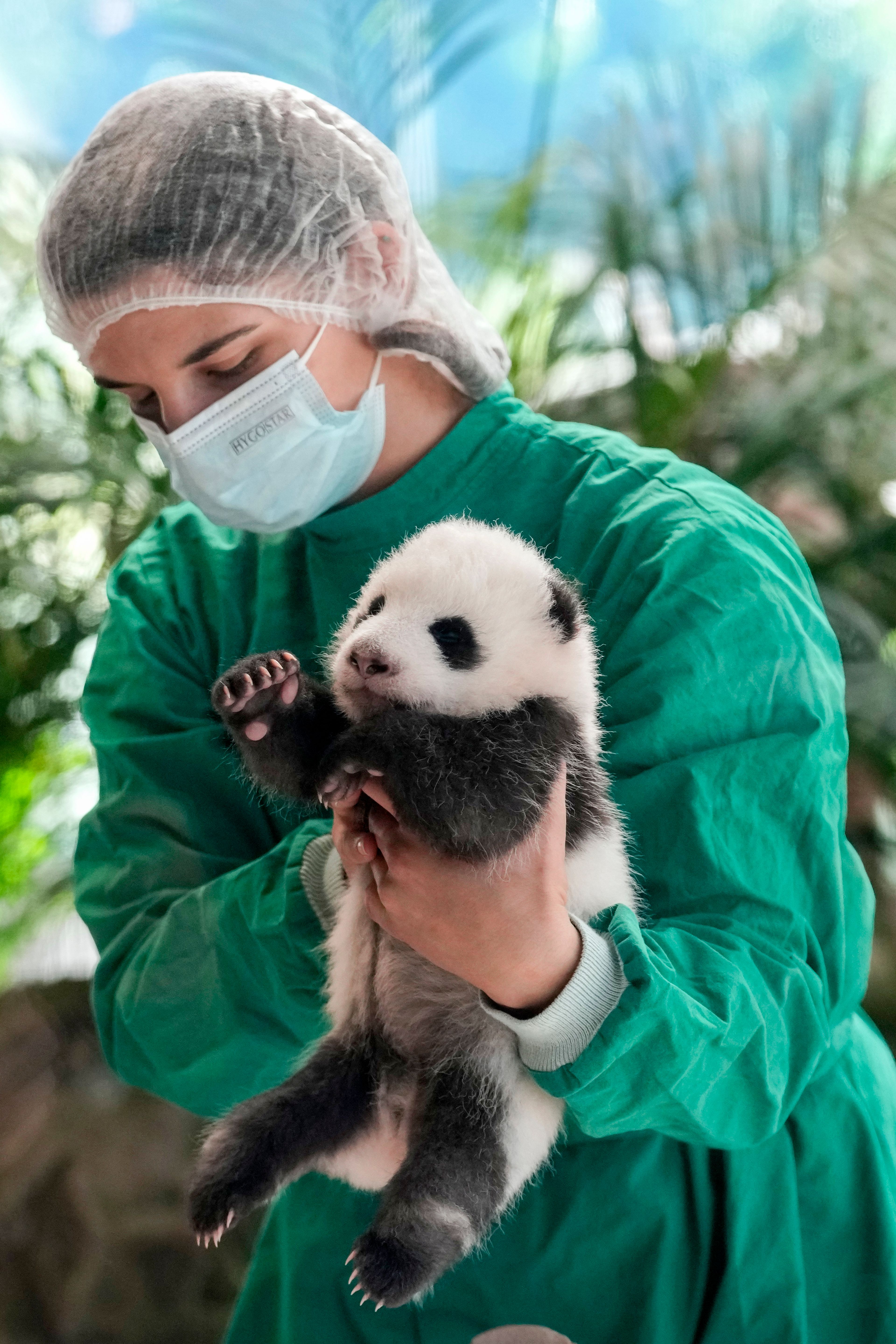 An employee of the Berlin zoo holds one of the newly born twin panda bear cubs during a presentation to the media at the Zoo in Berlin, Germany, Tuesday, Oct. 15, 2024. (AP Photo/Ebrahim Noroozi)