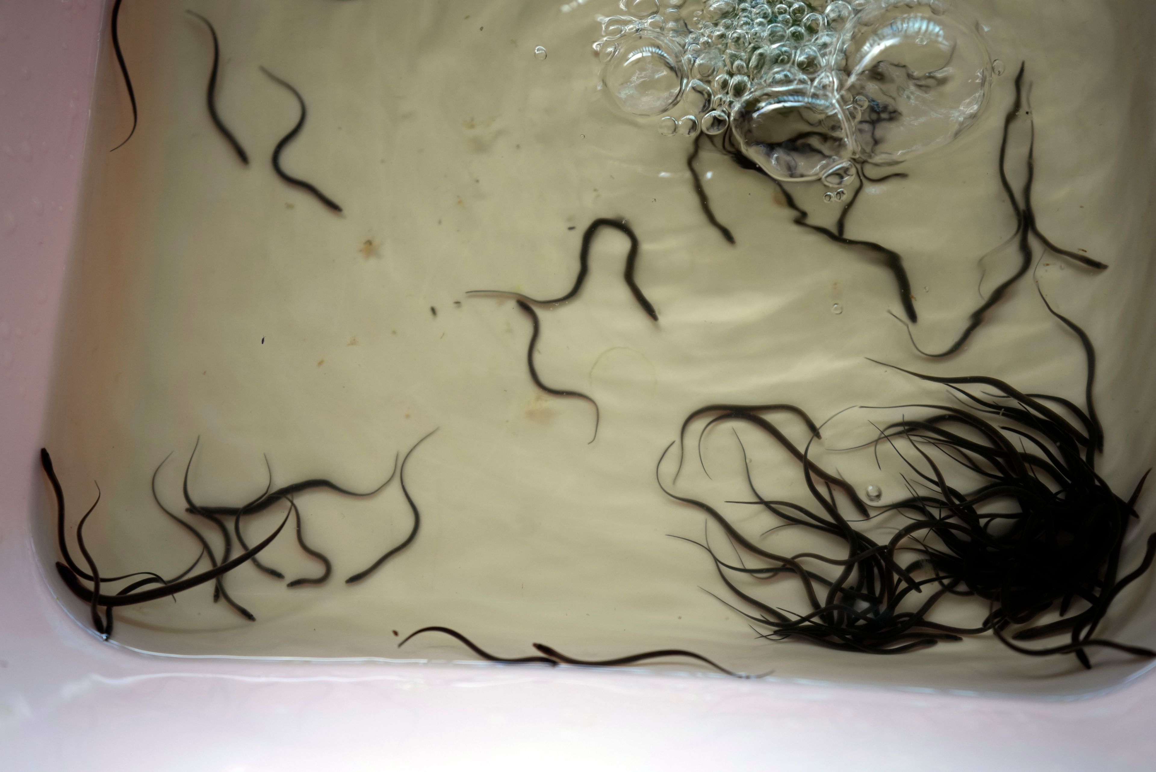 Baby eels swim in a tank at Tonle Sap complex, north of Phnom Penh, Cambodia, Wednesday, July 31, 2024. (AP Photo/Heng Sinith)