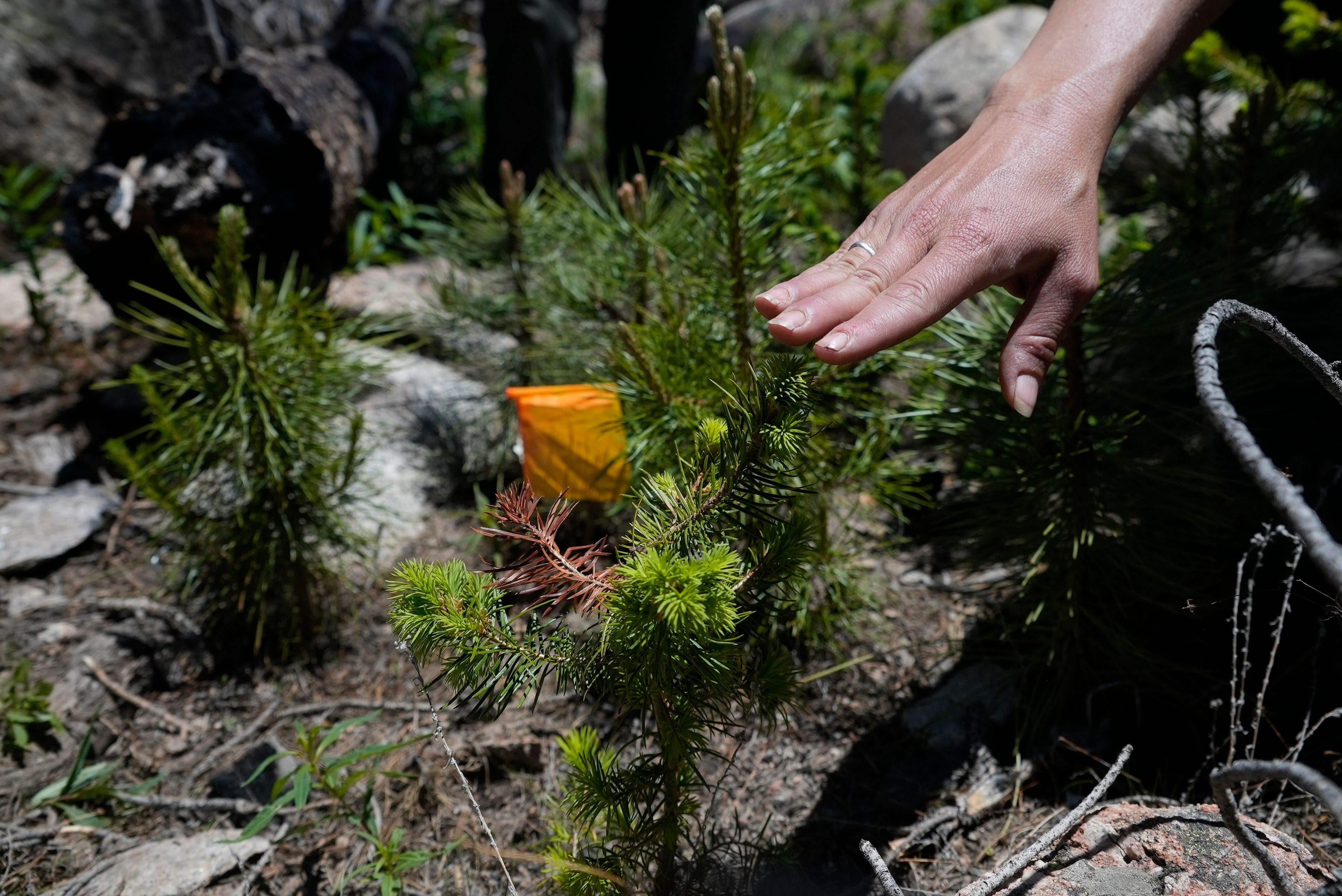 A researcher from the Colorado Forest Restoration Institute at Colorado State University touches a test seedling Tuesday, June 11, 2024, in Bellvue, Colo., planted in the 2020 Cameron Peak Fire burn area. (AP Photo/Brittany Peterson)