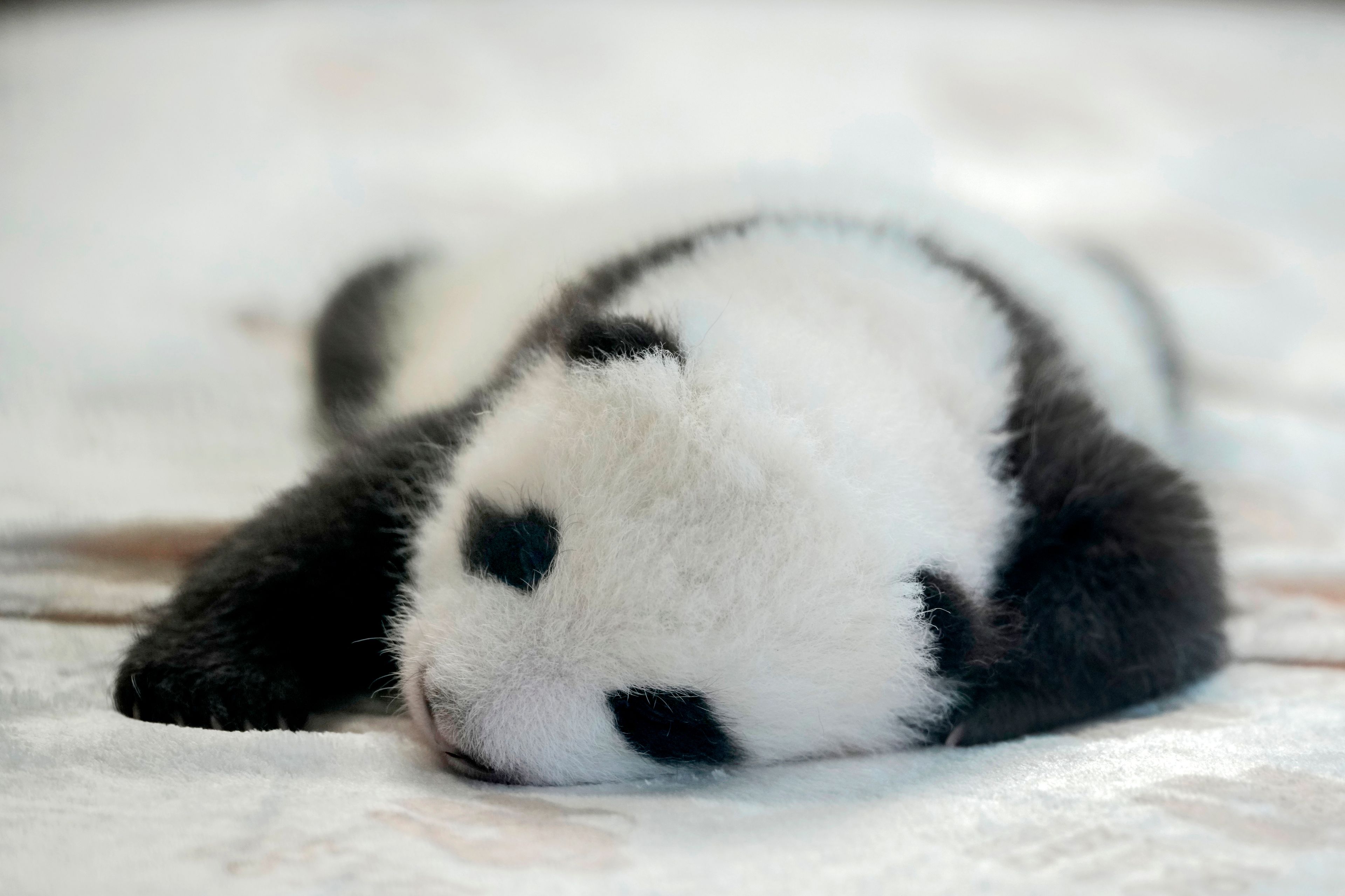 One of the newly born twin panda bear cubs is presented to the media at the Zoo in Berlin, Germany, Tuesday, Oct. 15, 2024. (AP Photo/Ebrahim Noroozi)