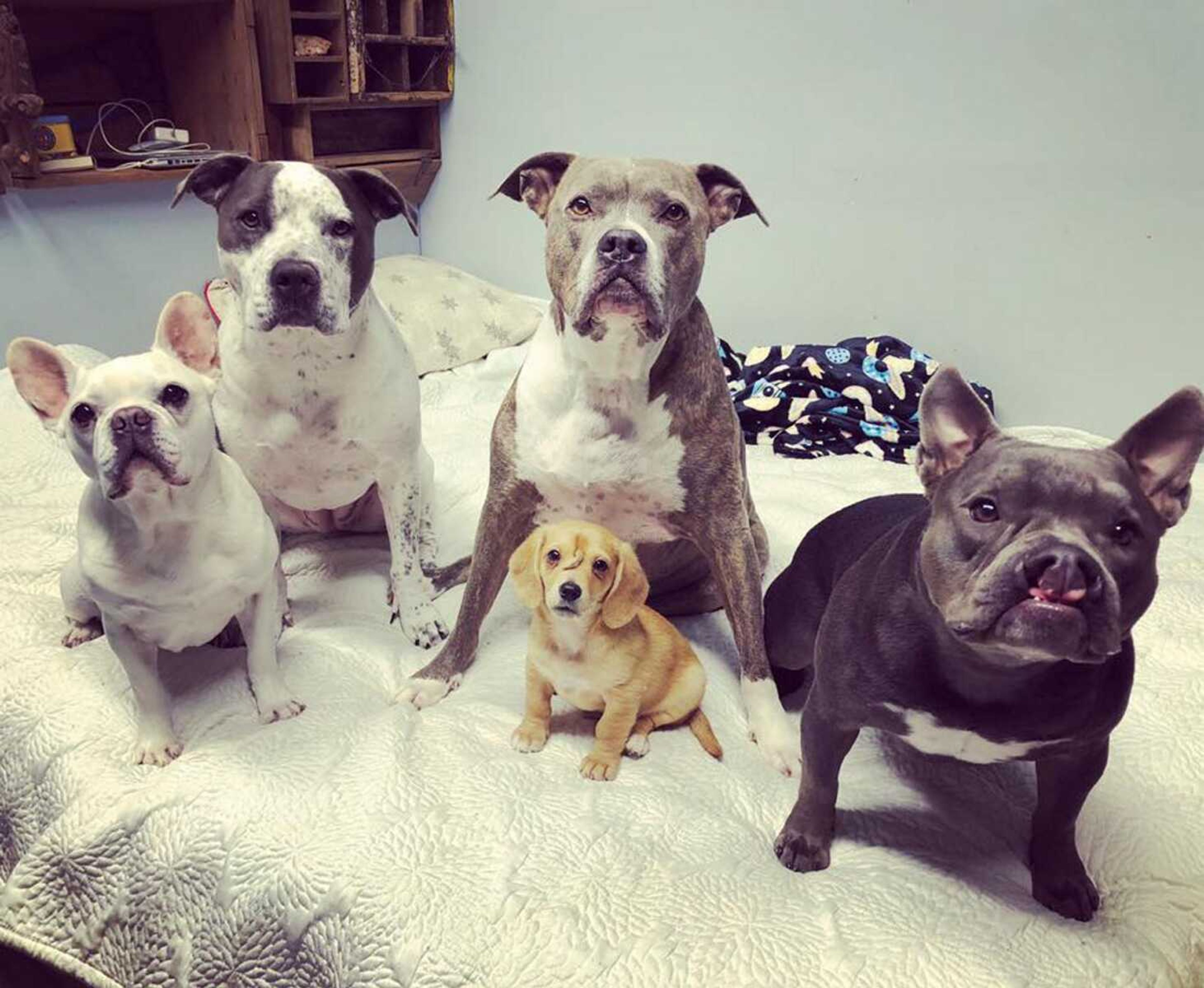 Narwhal, center, poses with Mac's Mission founder Rochelle Steffen's personal dogs Nov. 26 near Jackson.