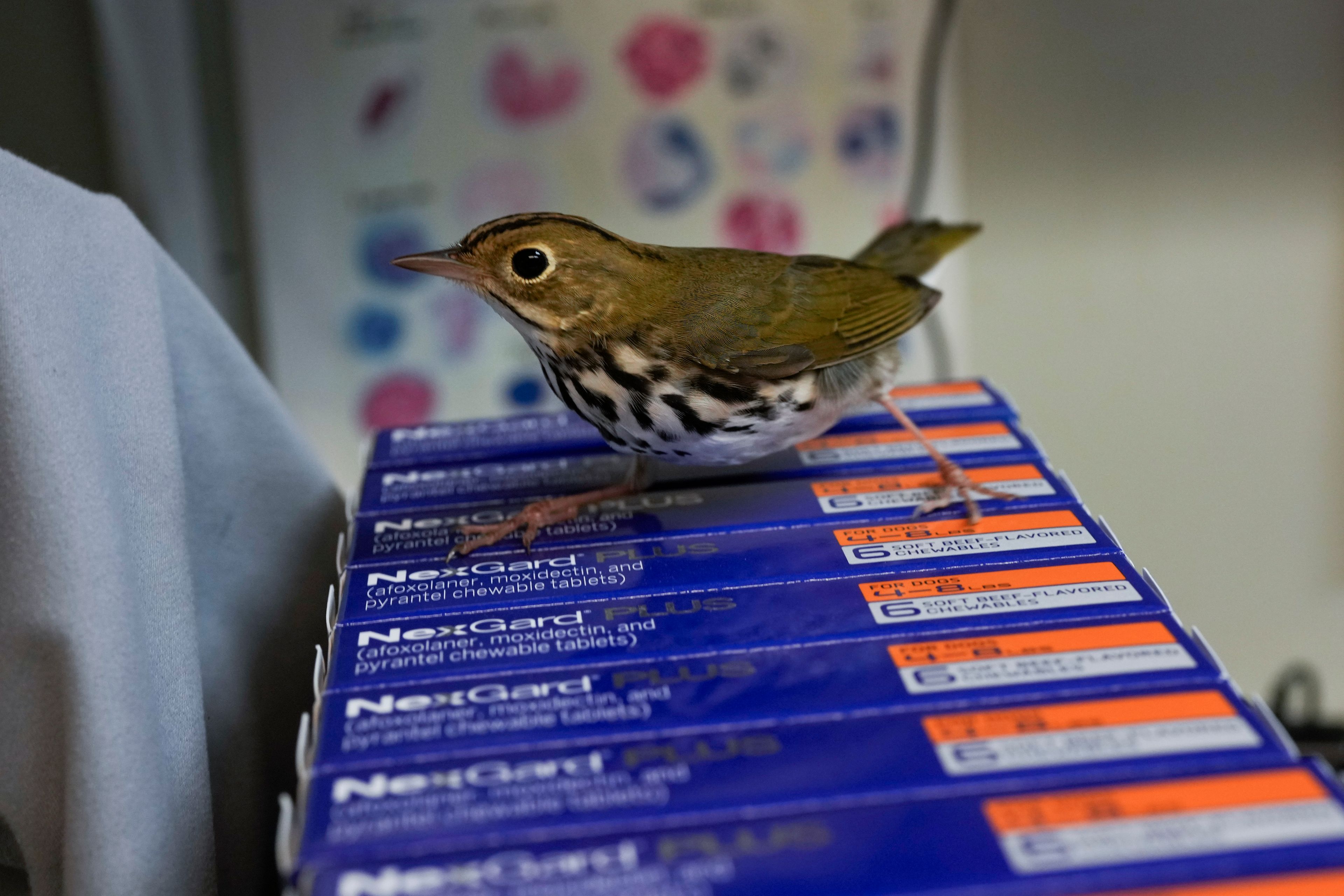 An injured Ovenbird, a migrating songbird of the warbler family, temporarily escapes during a medical examination at the DuPage Wildlife Conservation Center, Friday, Oct. 4, 2024, in Glen Ellyn, Ill. (AP Photo/Erin Hooley)