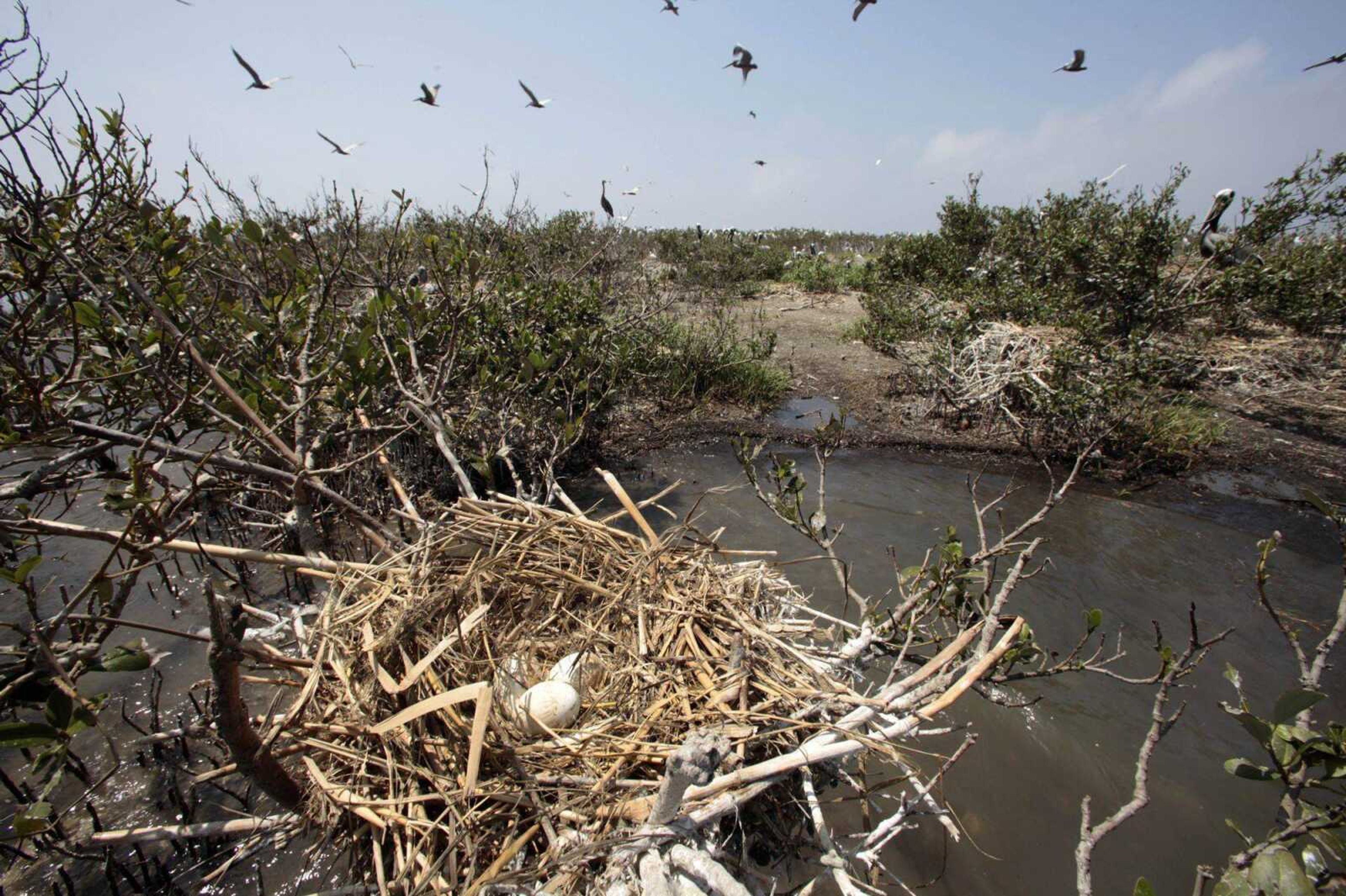 Pelican eggs are seen in a nest on Cat Island, heavily damaged by oil from the Deepwater Horizon oil spill, and significantly eroded from its previous state in Barataria Bay in Plaquemines Parish, La. (Gerald Herbert ~ Associated Press)