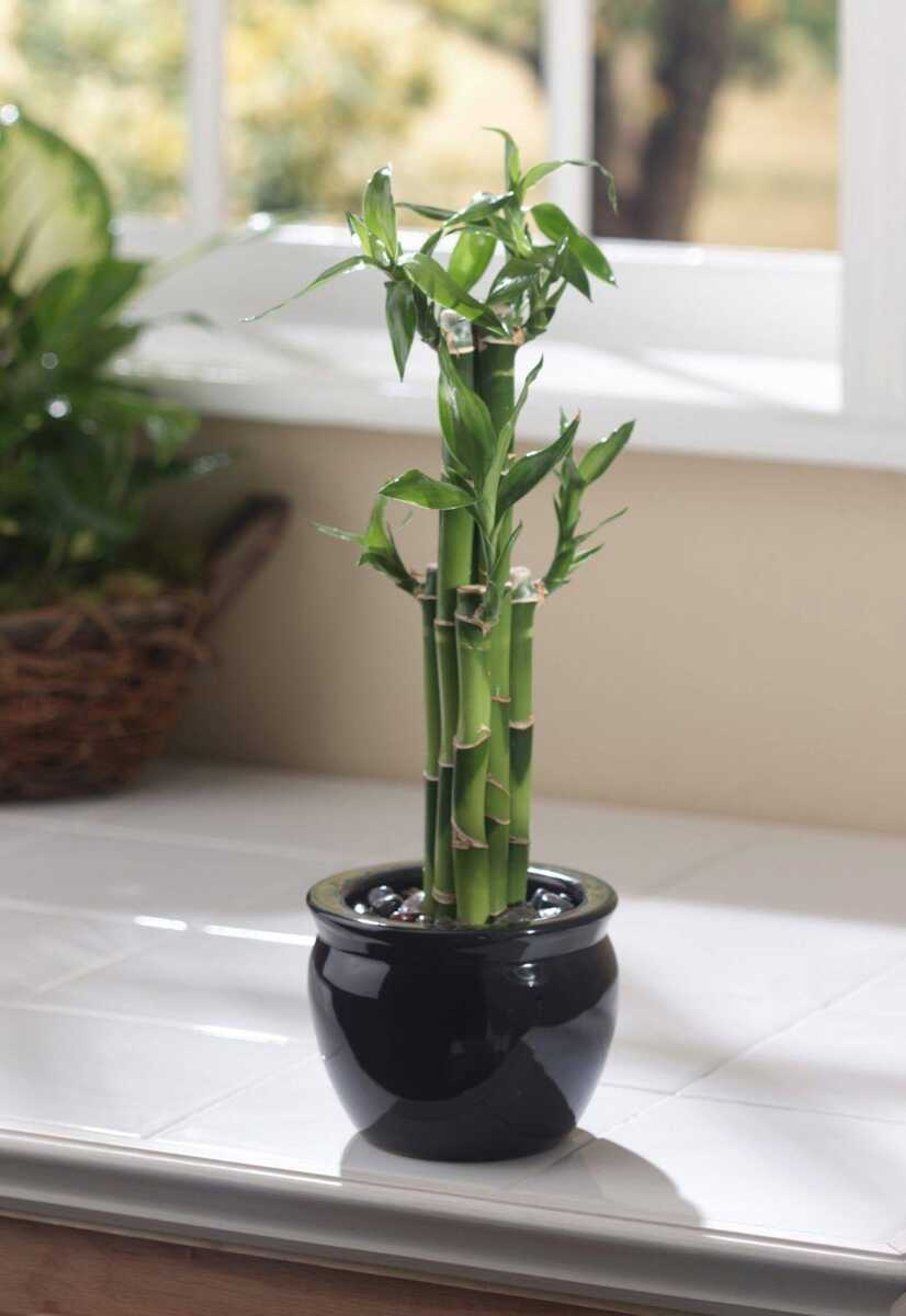 This undated photo provided by Lowe's showed a Bamboo plant. (Associated Press)