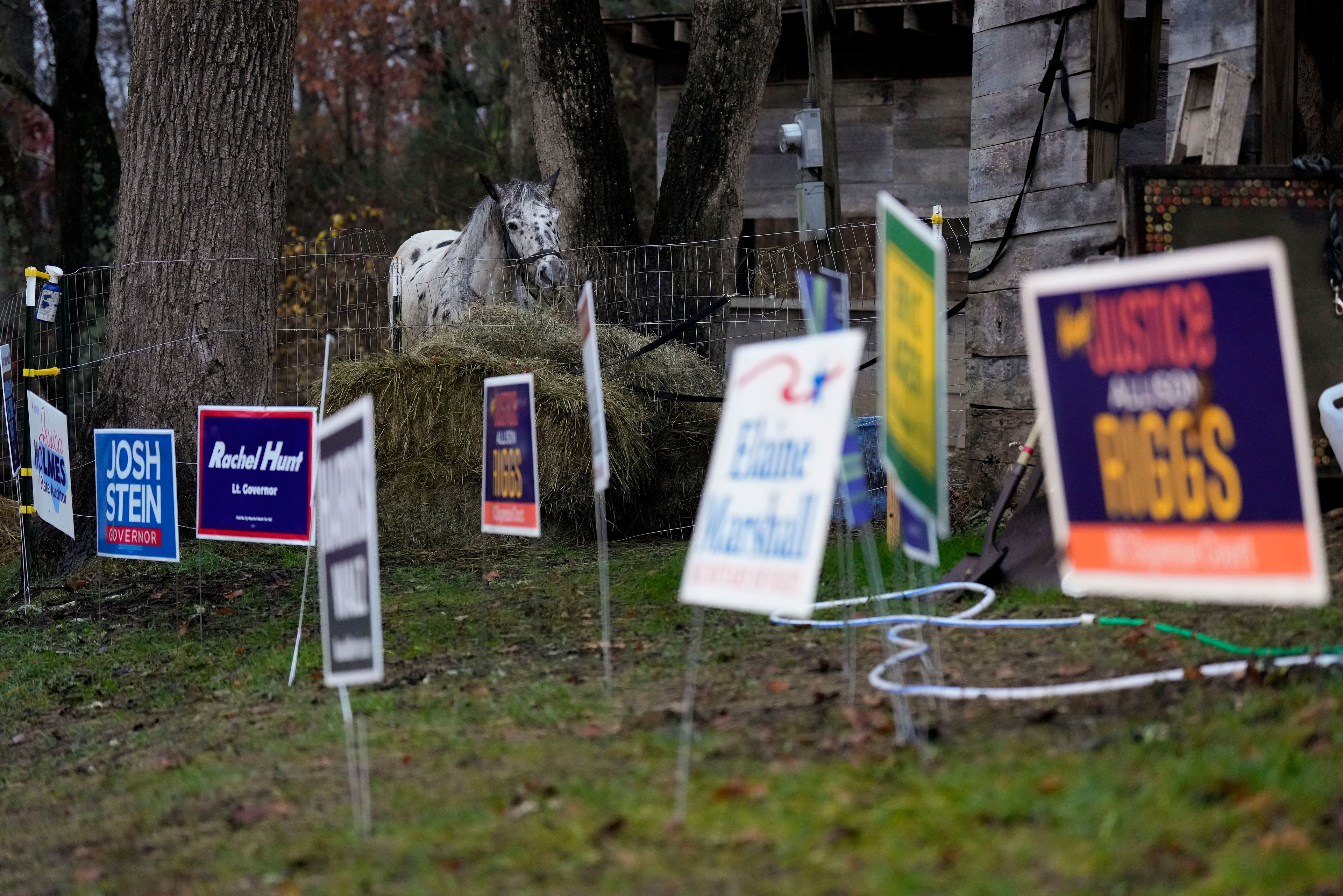 A horse looks out over campaign signs near a polling place, Tuesday, Nov. 5, 2024, in Black Mountain, N.C. (AP Photo/George Walker IV)