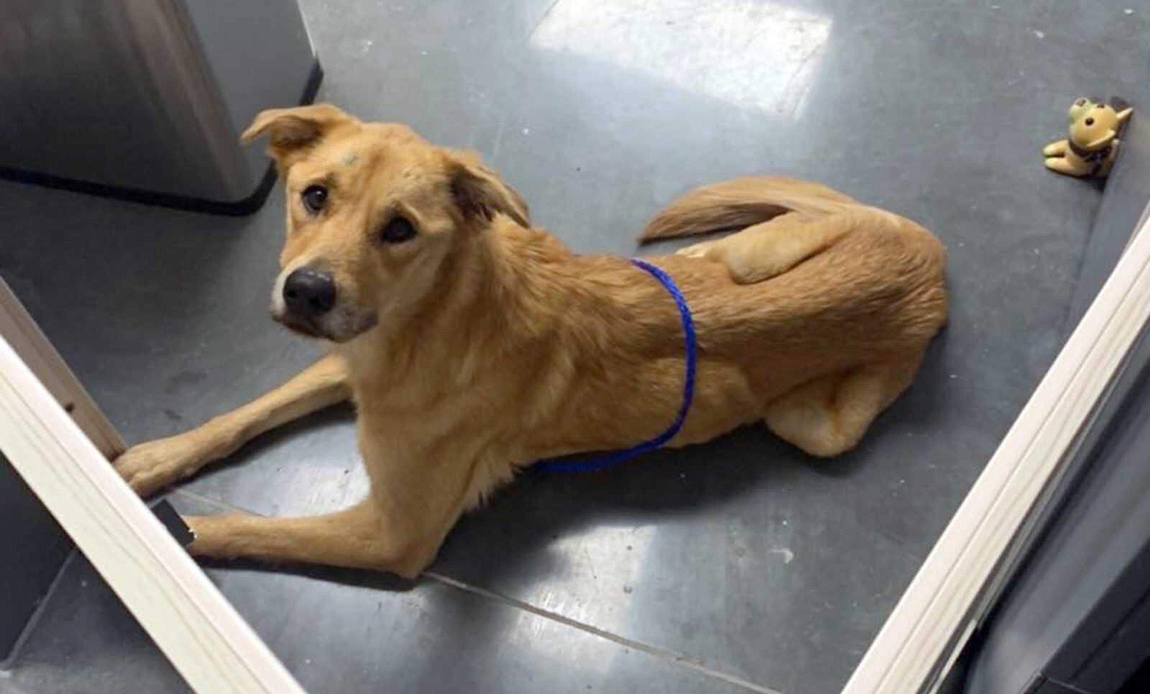 Pepper, Labrador retriever mix, seen at Southeast Missouri Pets, is on the mend after being buried alive and having her hind legs bound with a zip tie.