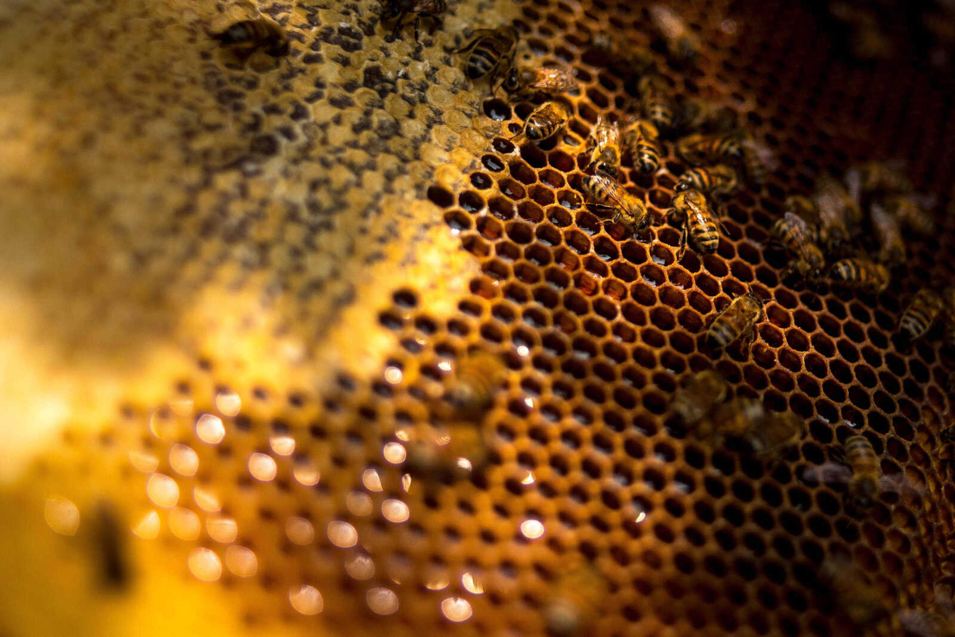 Bees are seen on a honeycomb rack Monday, June 3, 2019, at one of Paul Koeper's hives in Jackson.