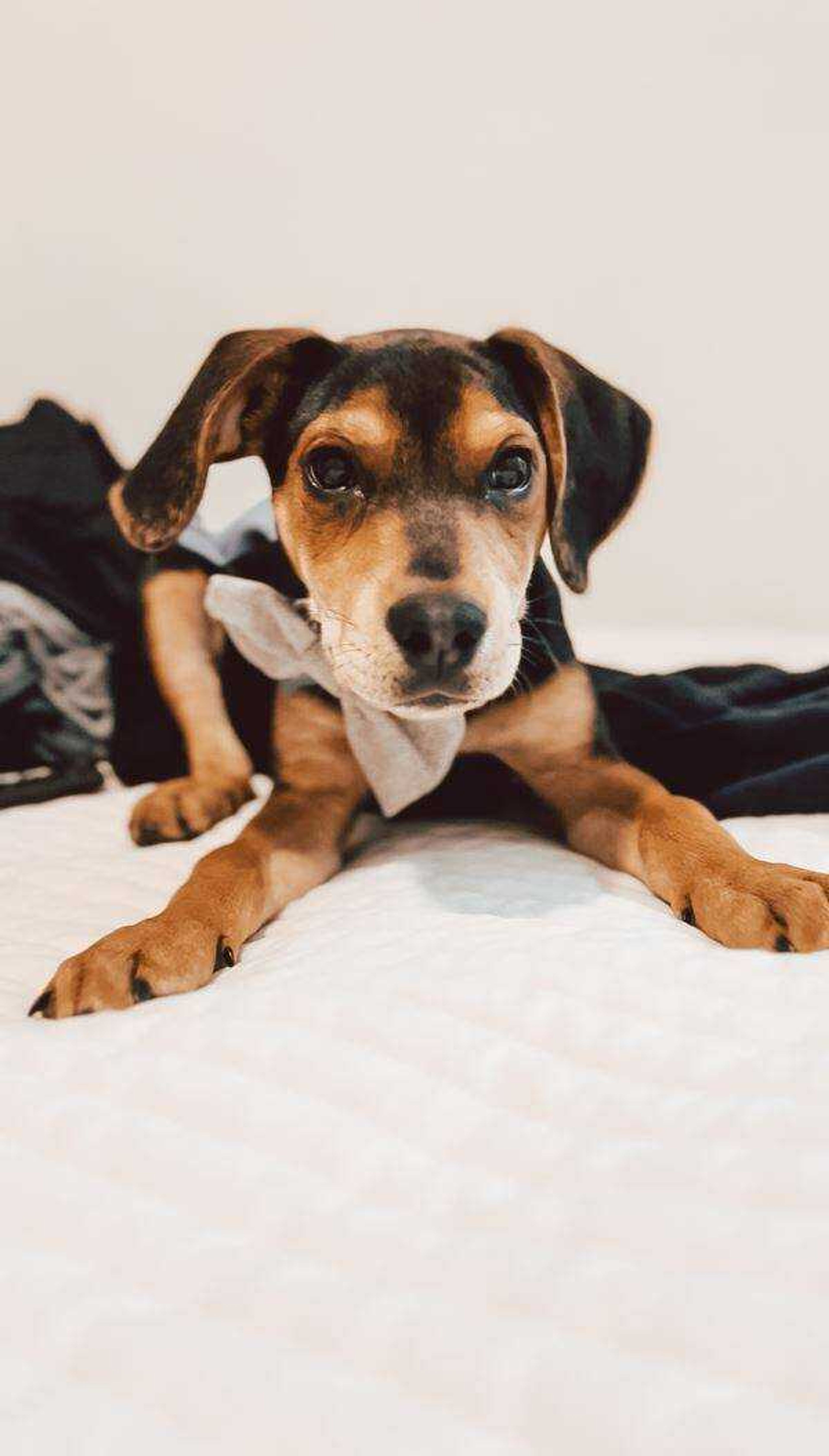 Mylo Bowtie Bauer -&nbsp;Mylo is a Dachshund Beagle mix and has quickly become a regular at the dog park. He is the perfect mix of cuddles and play. He told me to tell y'all he will love whatever is in the prize basket.