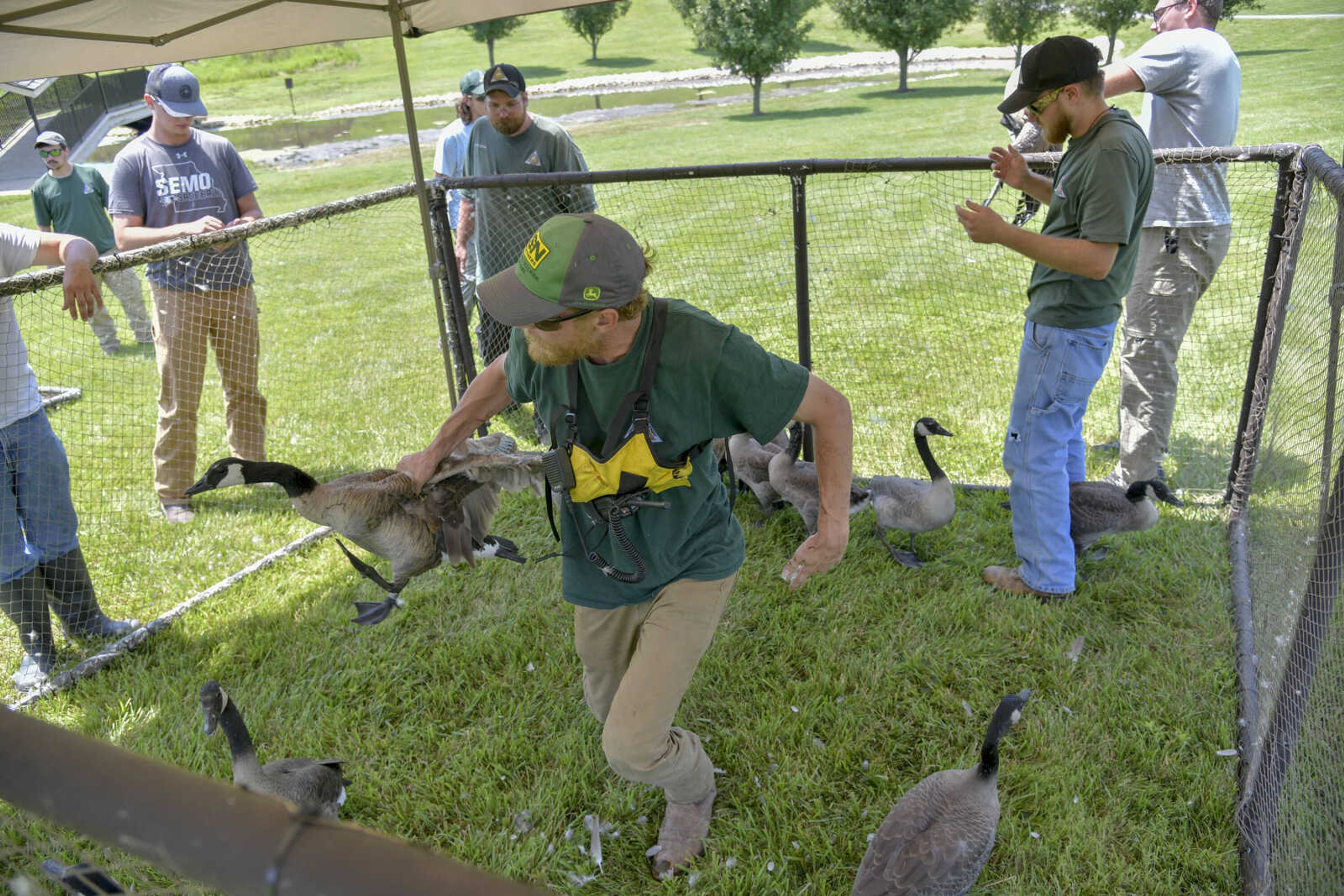 Missouri Department of conservation employees and volunteers pick up Canada geese from Cape Girardeau County Park South after herding them into an enclosure so they can soon be tagged and counted on Thursday, June 17, 2021.