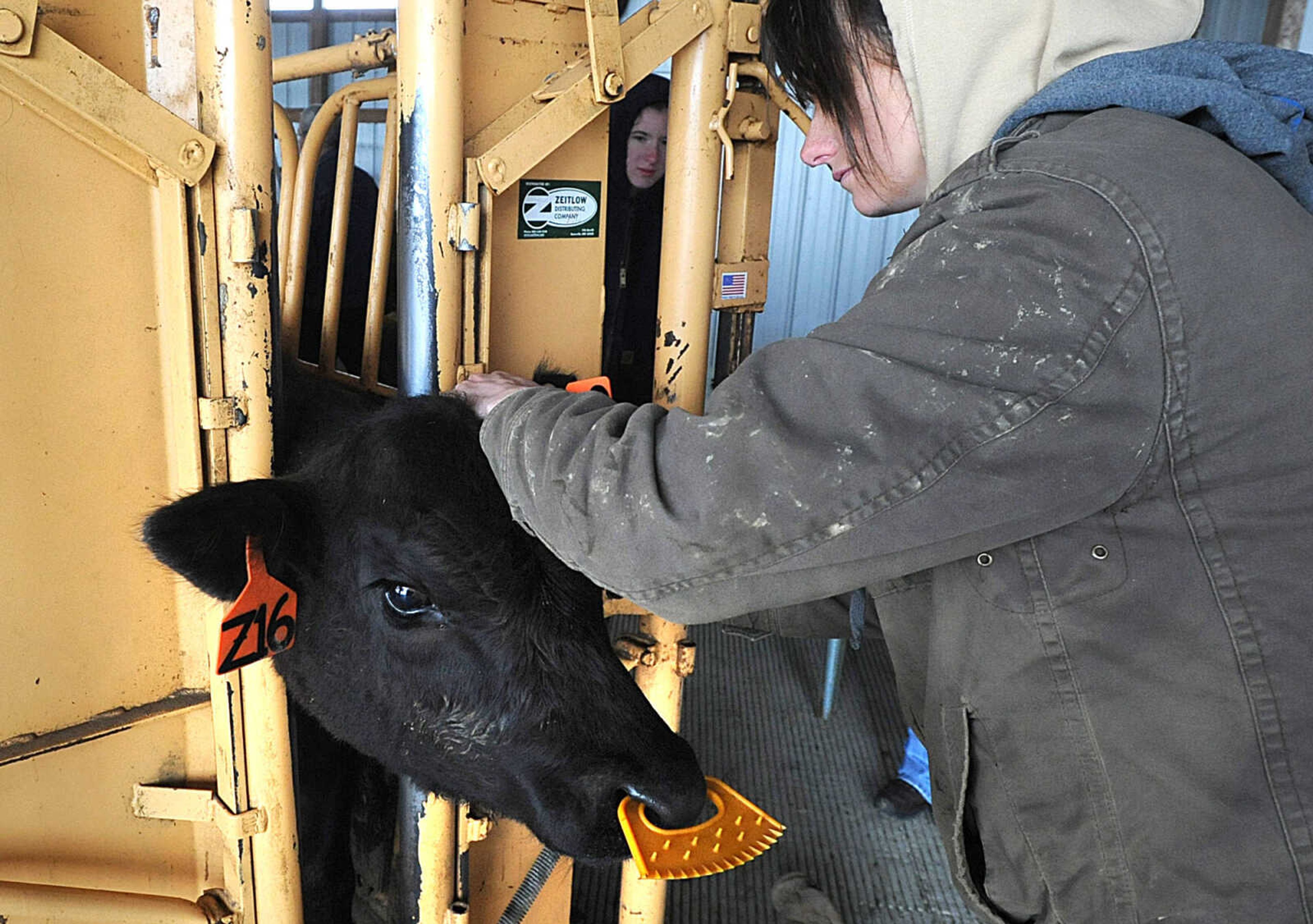 LAURA SIMON ~ lsimon@semissourian.com

Whitney Schreckenberg applies a tag to the ear of a calf at Southeast Missouri State University's David M. Barton Agriculture Research Center in Gordonville.