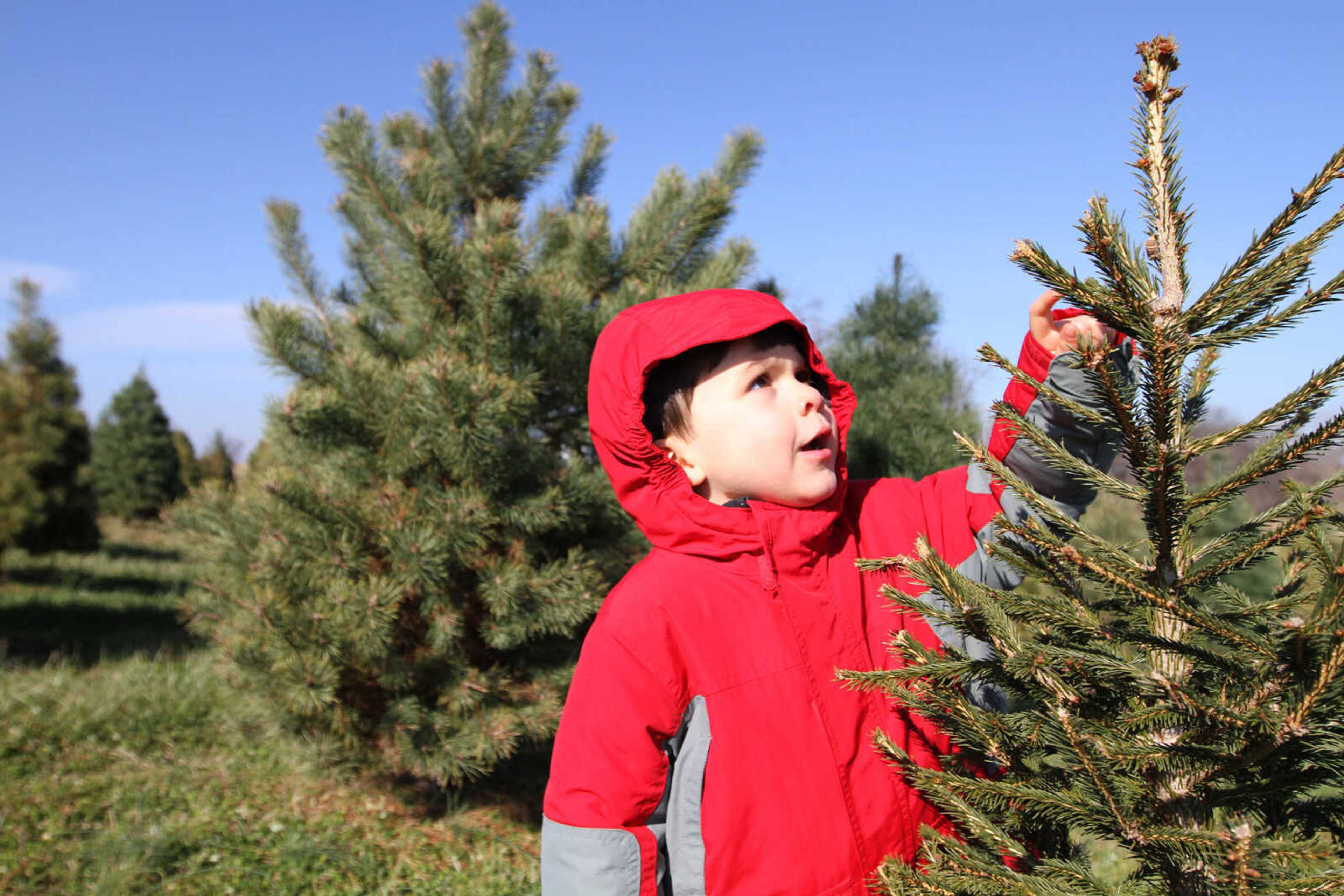 GLENN LANDBERG ~ glandberg@semissourian.com

Lachlan Carson, 3, sizes up a Christmas tree during his trip to Meier Horse Shoe Pines in Jackson with his family Friday, Nov. 28, 2014.