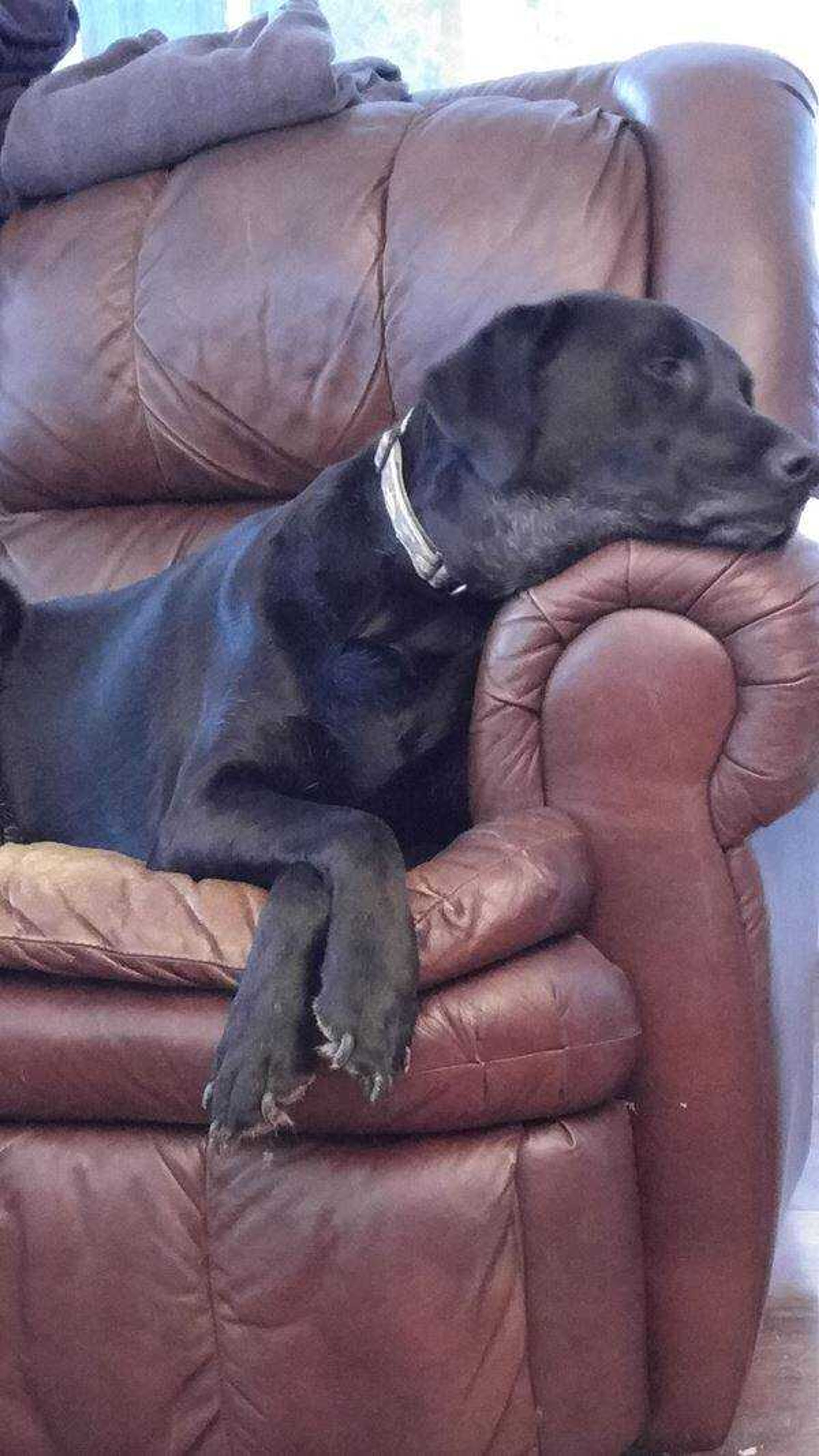 The Ultimate Couch Potatoe&nbsp; -&nbsp; Drake loves his afternoon snooze on "his" couch. But he's always ready for a game of football with the neighborhood.