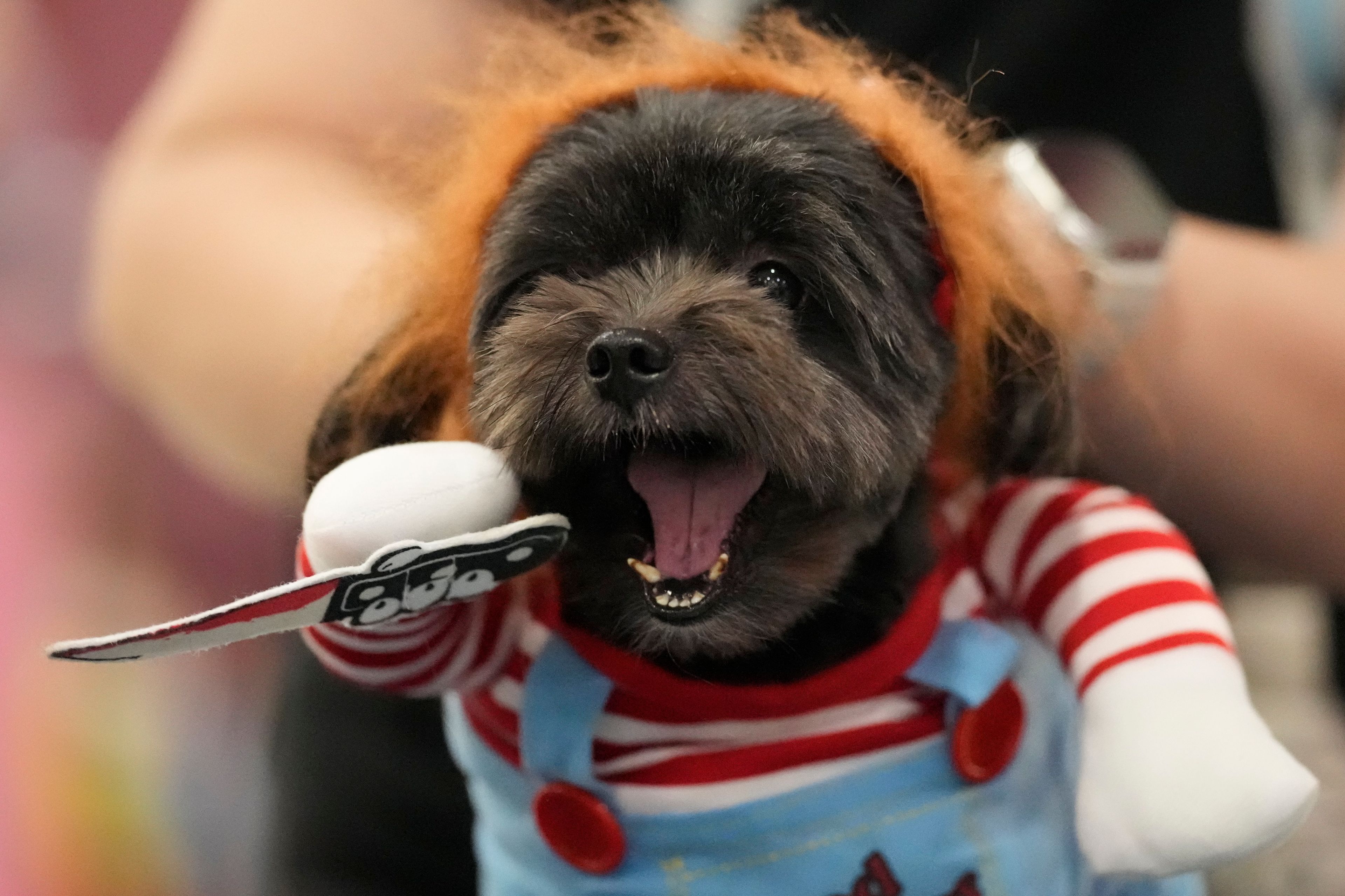 A dog barks as he wears a costume during a Halloween pet party at a mall in Valenzuela city, Philippines on Saturday, Oct. 19, 2024. (AP Photo/Aaron Favila)