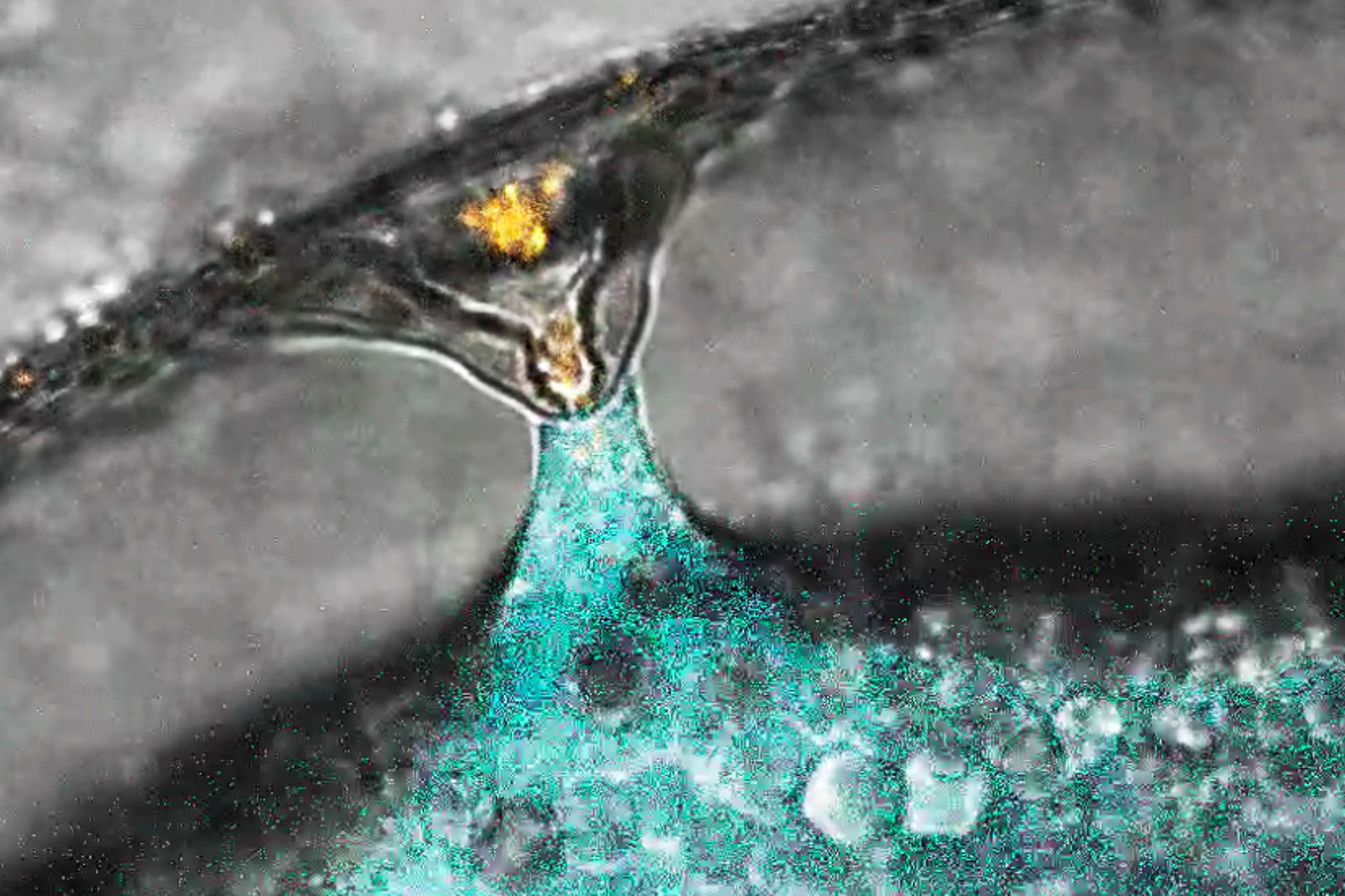 This microscope image provided by the Research Institute of Molecular Pathology in October 2024, shows the fertilization of a zebrafish (Danio rerio) egg by a sperm, marked in orange. (IMP via AP)