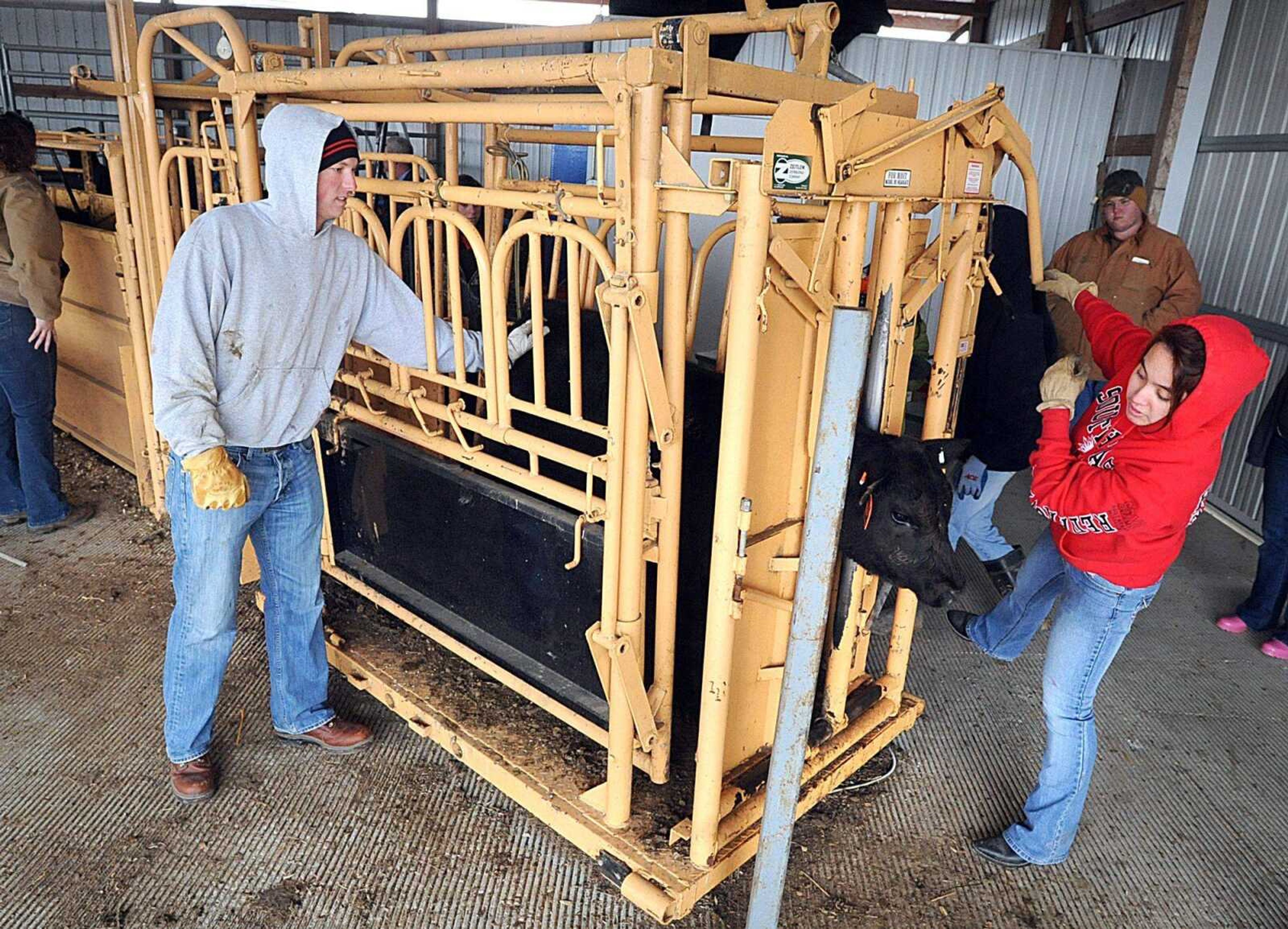 Tony Zerrusen helps Christine Parry confine a calf in a head chute March 25 at Southeast Missouri State University's David M. Barton Agriculture Research Center in Gordonville. The calves receive vaccines, ear tags and weaning devices while in the head chute.(Laura Simon)