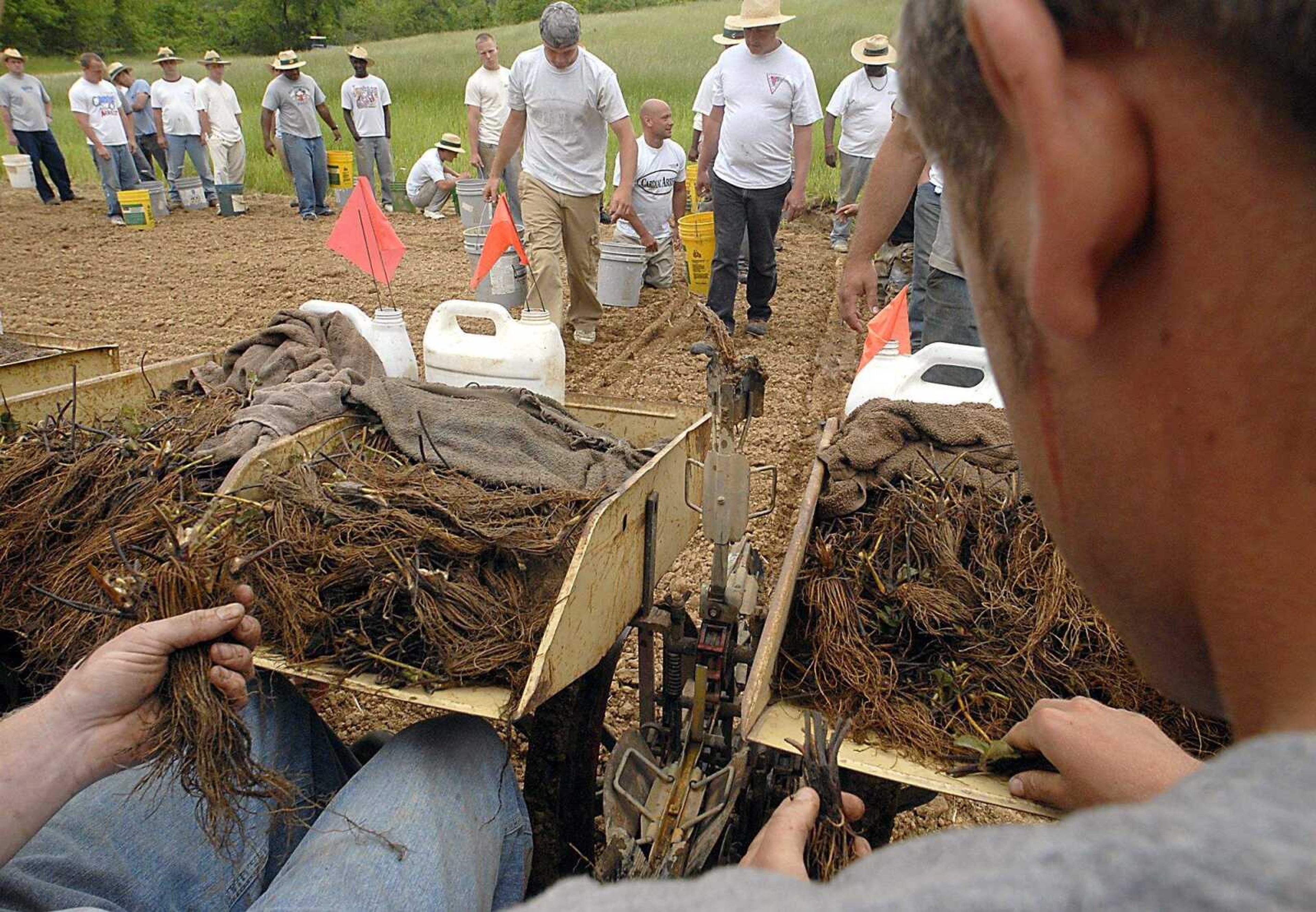 KIT DOYLE ~ kdoyle@semissourian.com
Teen Challenge field rotations allow for three crops per planting. Students lined up behind the tractor Thursday, May 22, 2008, to check each plant after a converted tobacco planter laid a row of strawberries. The first harvest of this field will be next spring.