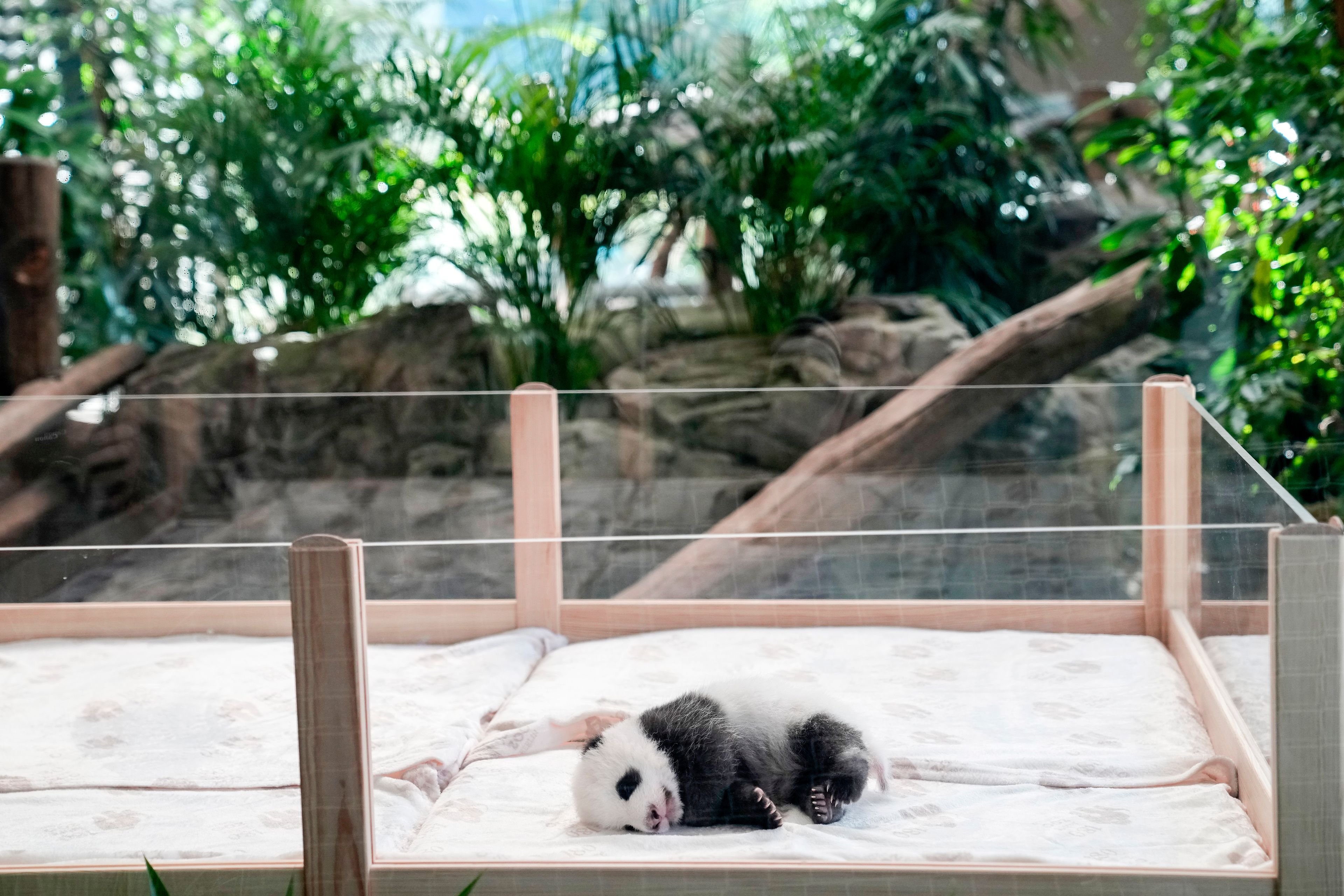 One of the newly born twin panda bear cubs is presented to the media at the Zoo in Berlin, Germany, Tuesday, Oct. 15, 2024. (AP Photo/Ebrahim Noroozi)