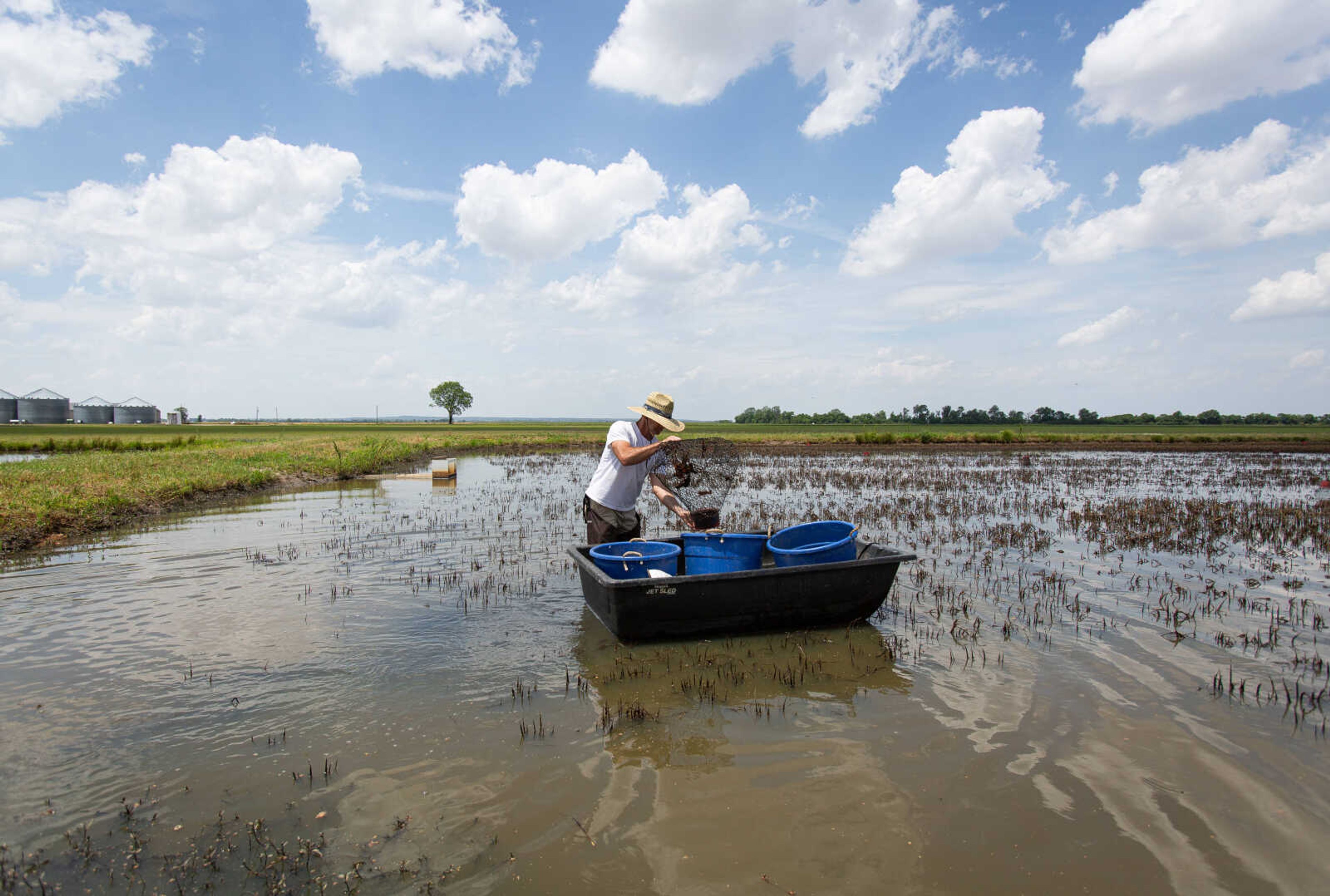 Ben Hunter gathers crawfish from one of his many traps at the family's farm west of Sikeston.