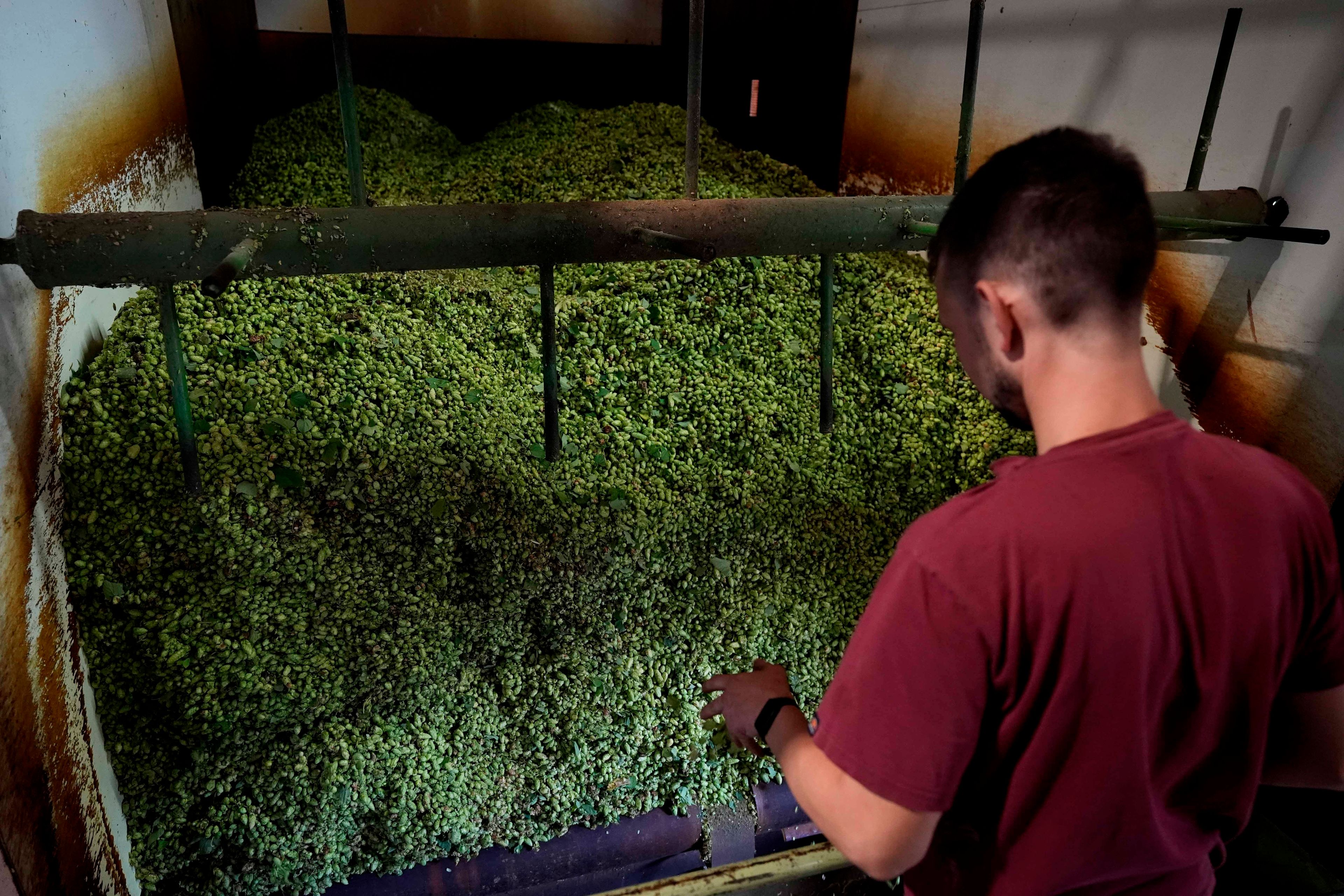 Hops farmer Andreas Widmann monitors the processing of hops on a farm in Huell near Wolnzach, Germany, Thursday, Sept. 19, 2024. (AP Photo/Matthias Schrader)