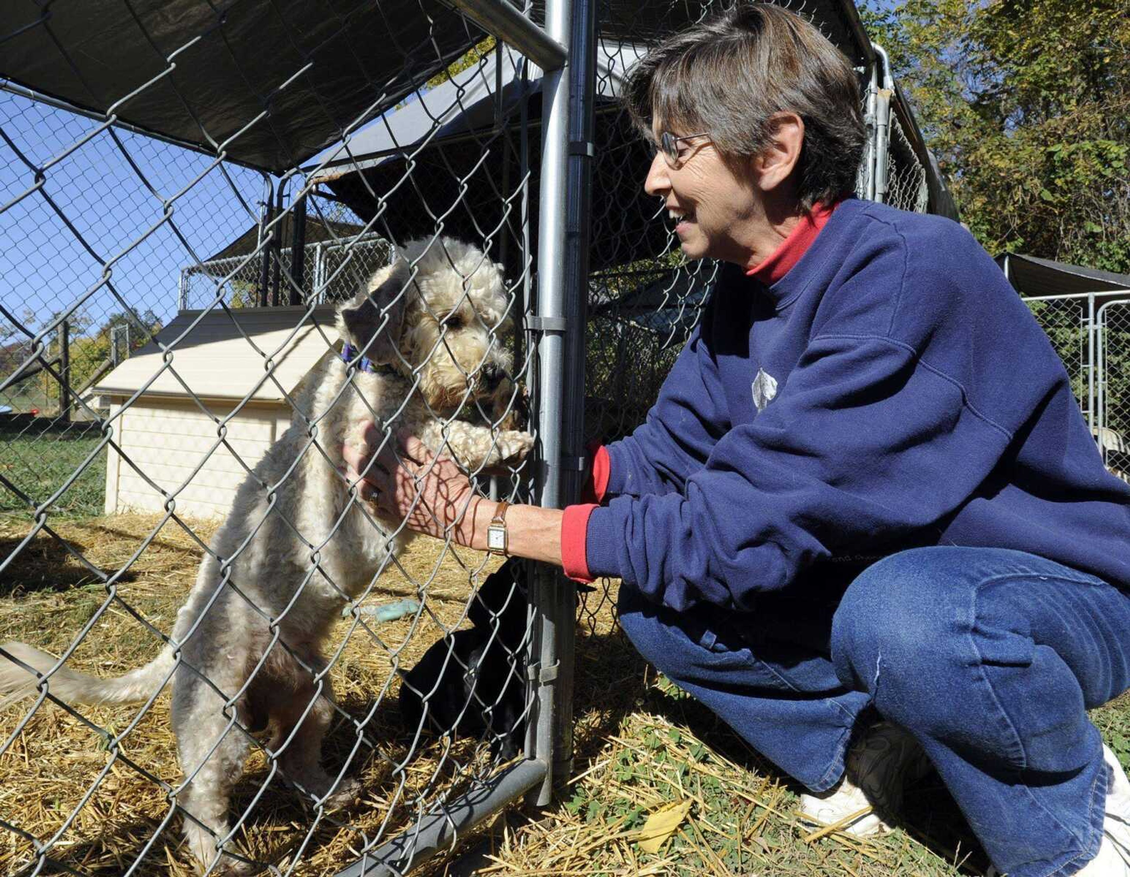 Alice Wybert, director of Safe Harbor Animal Sanctuary, enjoys a moment with Bandit. She said if Proposition B passes, the shelter could be inundated with dumped dogs. (Fred Lynch)