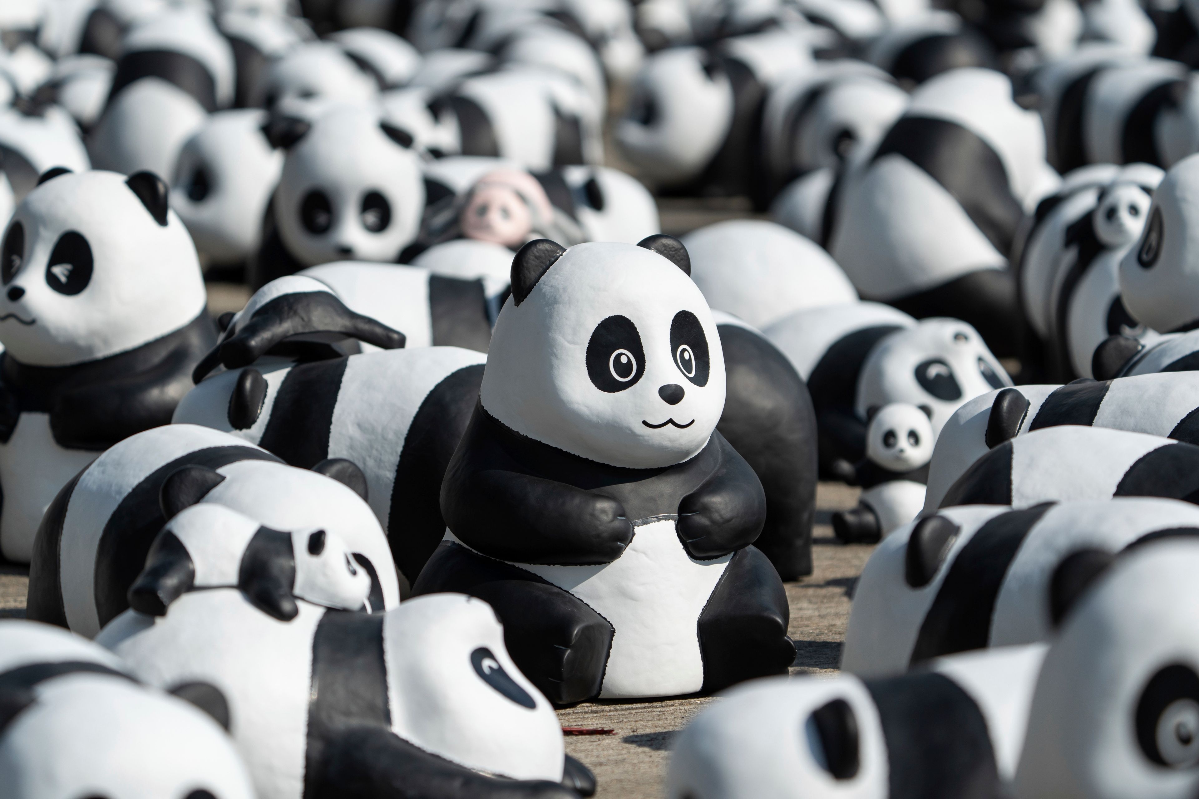 Part of 2500 panda sculptures are displayed at the Hong Kong International Airport during a welcome ceremony of the panda-themed exhibition "Panda Go!" in Hong Kong, Monday, Dec. 2, 2024. (AP Photo/Chan Long Hei)