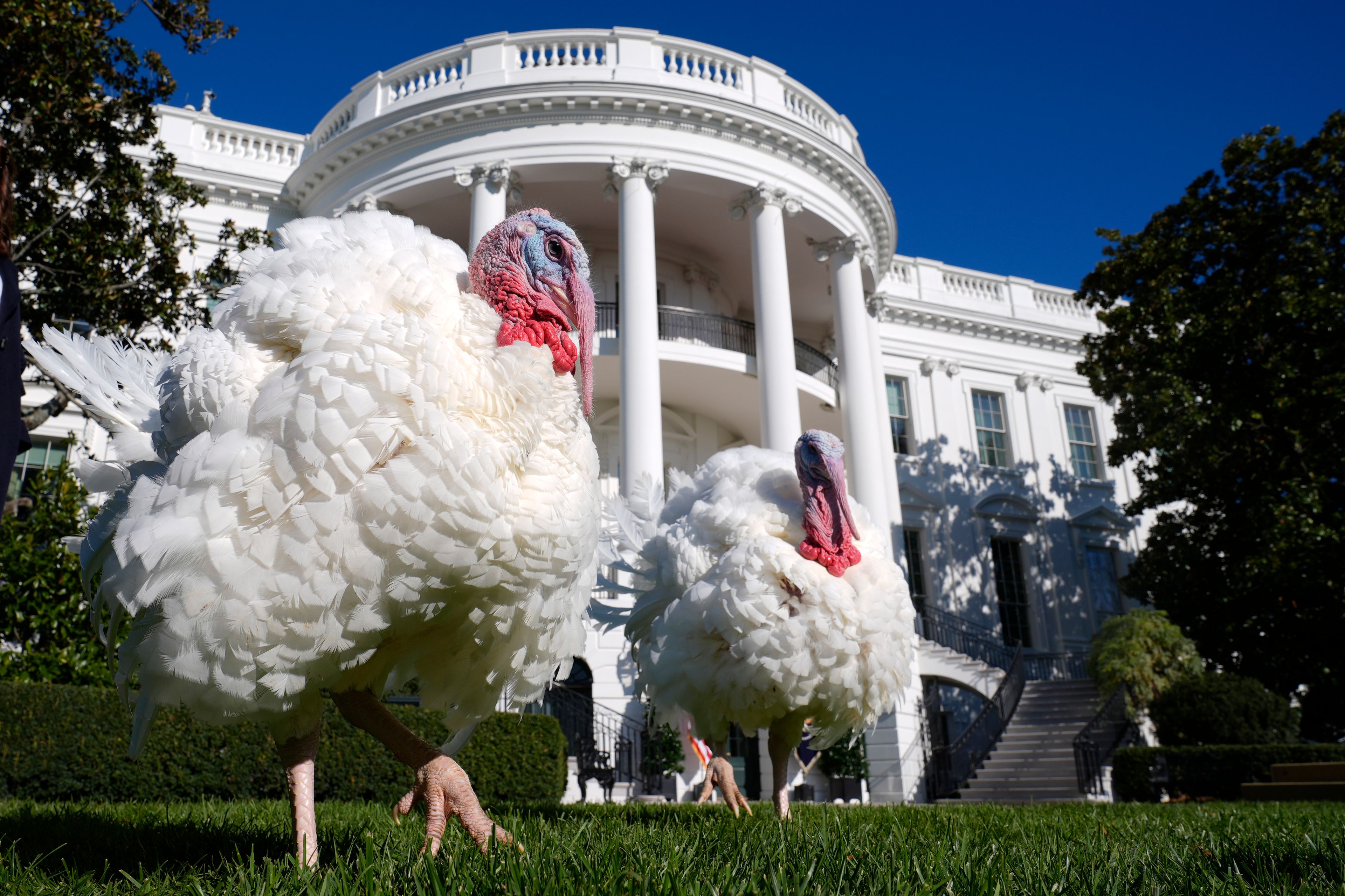 National Thanksgiving turkeys, Peach, left, and Blossom, right, walk on the South Lawn of the White House in Washington, Monday, Nov. 25, 2024, as they wait for President Joe Biden to pardon them. (AP Photo/Susan Walsh)