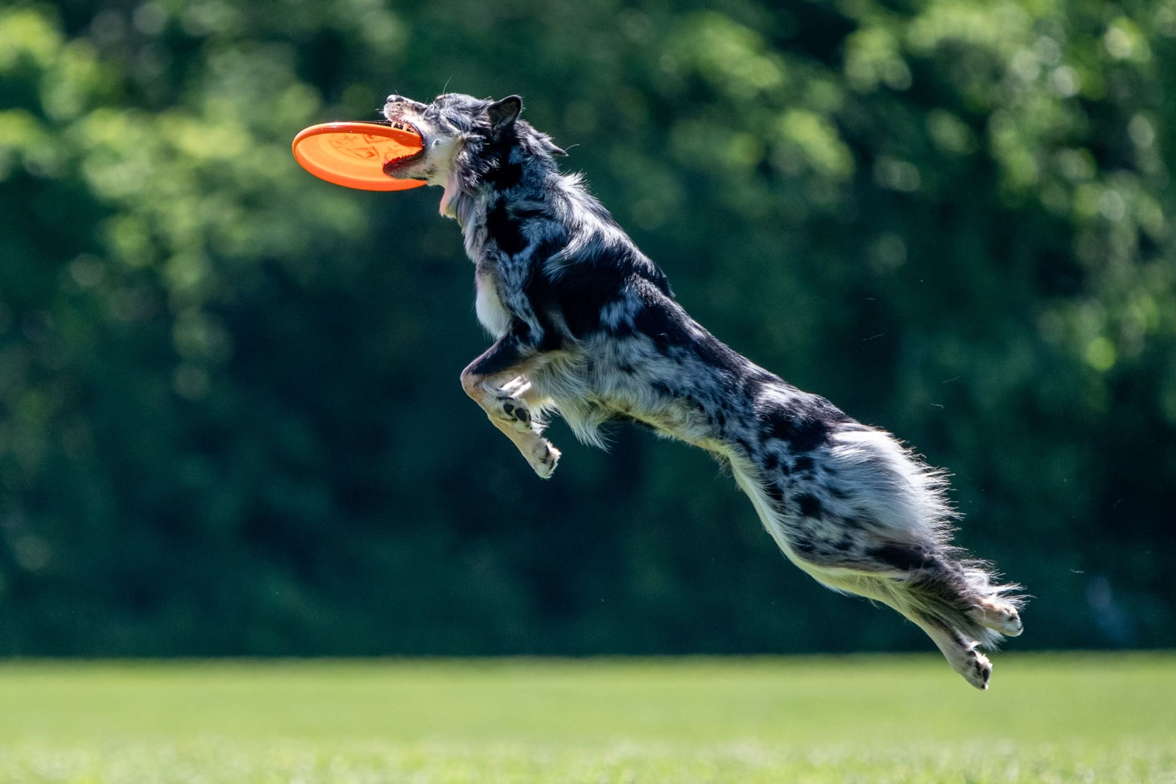 One of Mool's newest dogs Zeplyn catches a frisbee in midair. 