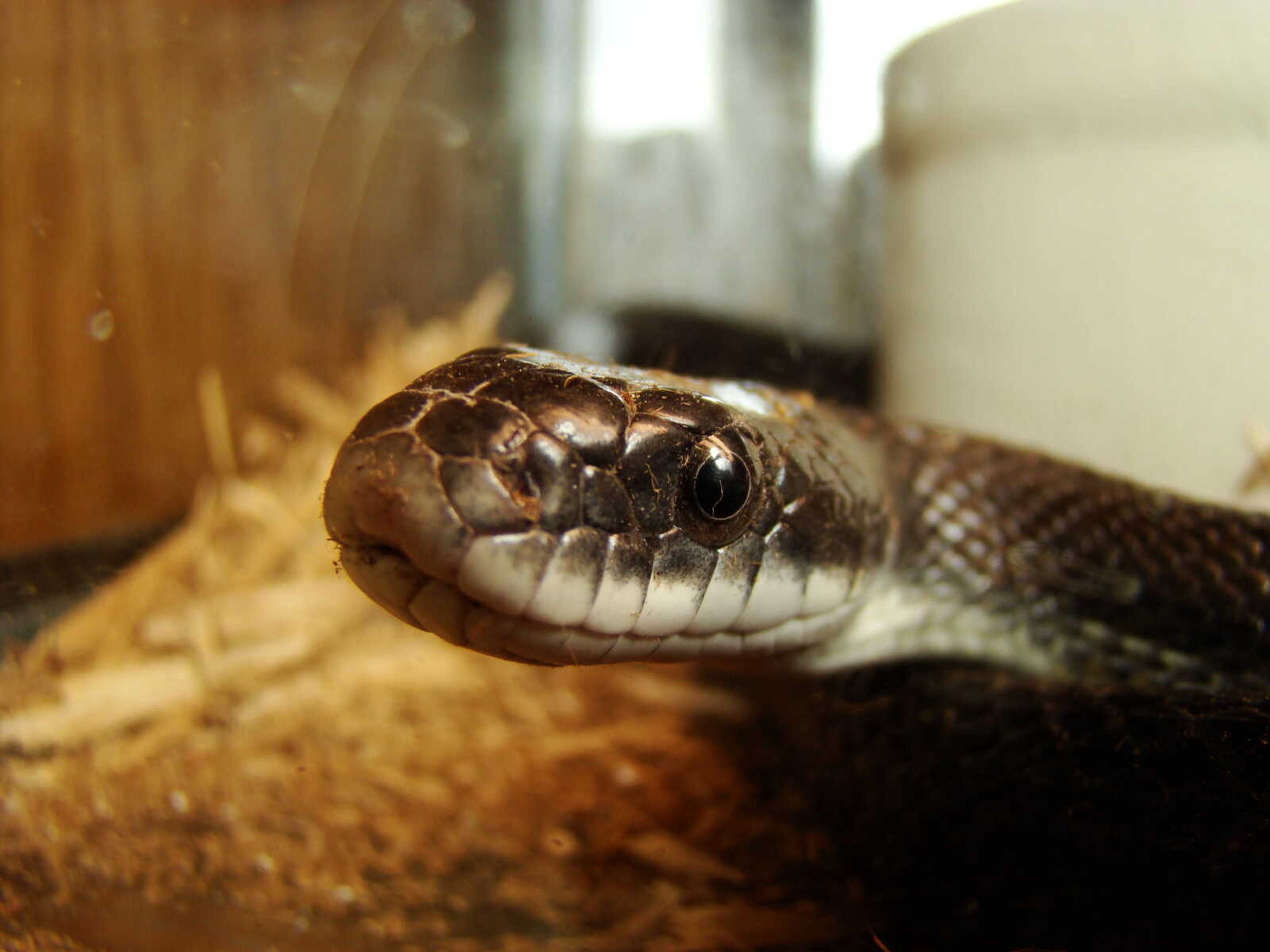 Black Rat Snake