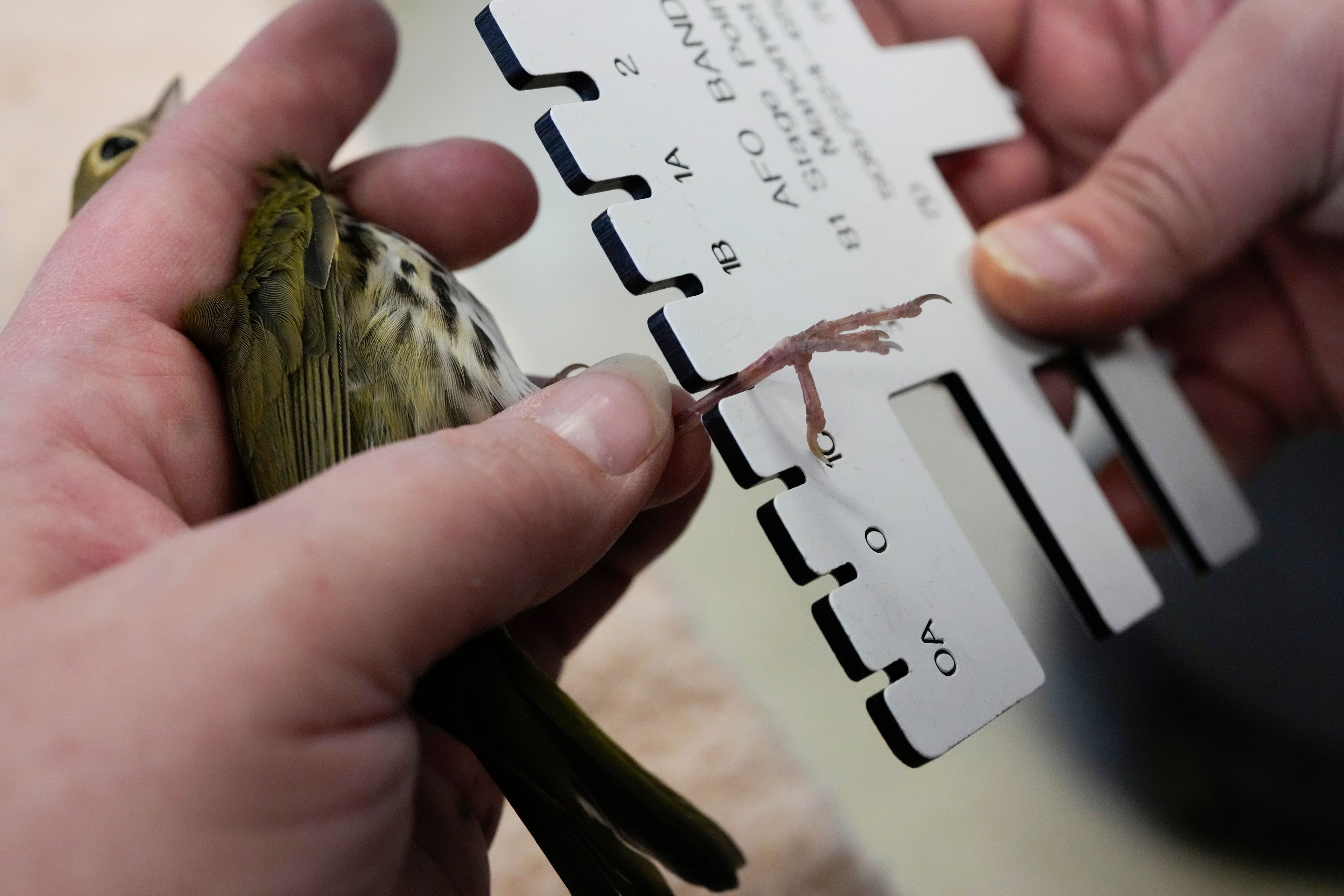 Rose Augustine, a wildlife program coordinator at the DuPage Wildlife Conservation Center, measures a rehabilitated Ovenbird, a migrating songbird of the warbler family, for a leg band before it is released back into the wild Friday, Oct. 4, 2024, in Glen Ellyn, Ill. (AP Photo/Erin Hooley)