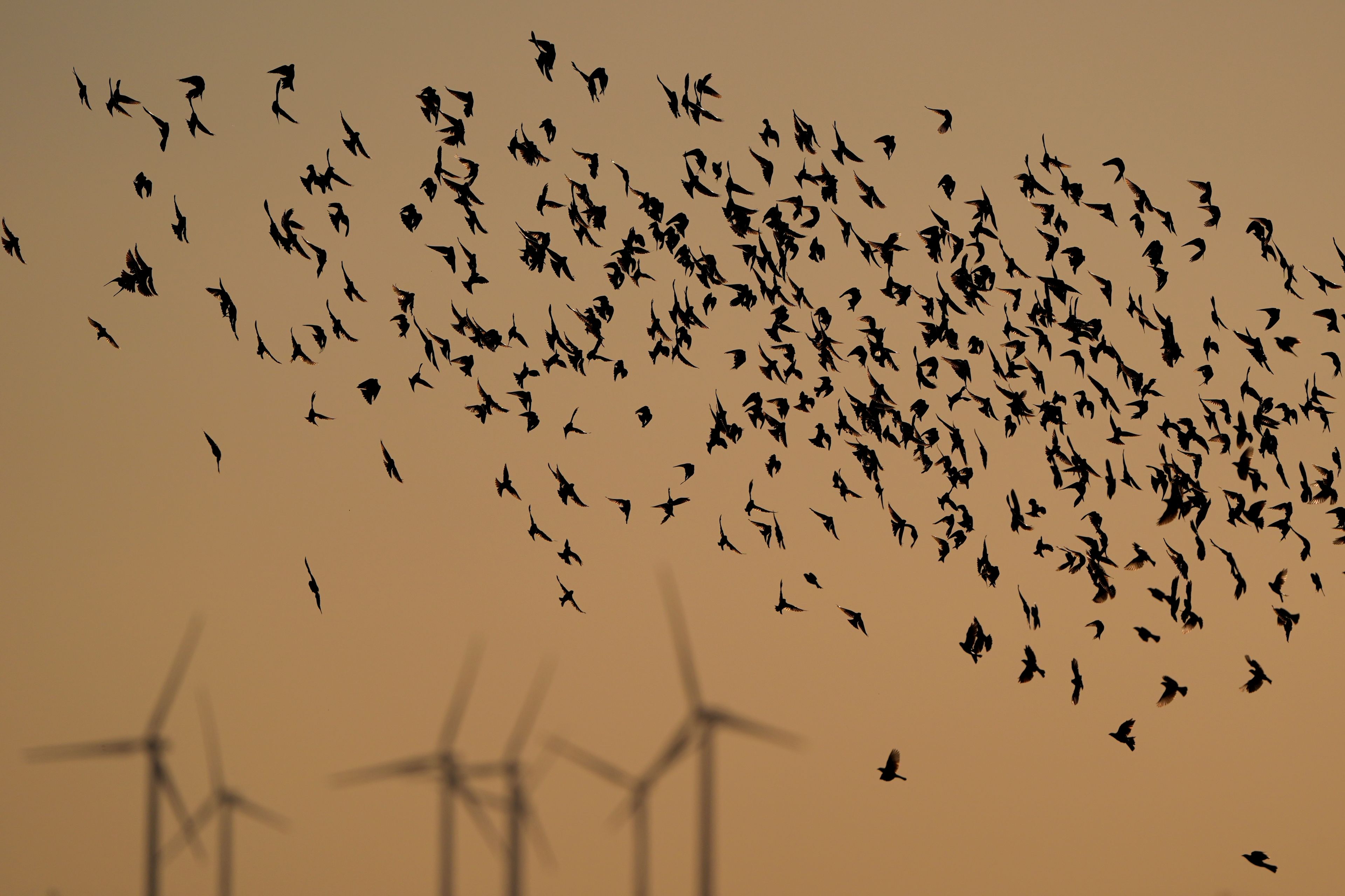 Birds flock in the foreground against wind turbines at the Spearville Wind Farm on Sunday, Sept. 29, 2024, in Spearville, Kan. (AP Photo/Charlie Riedel)